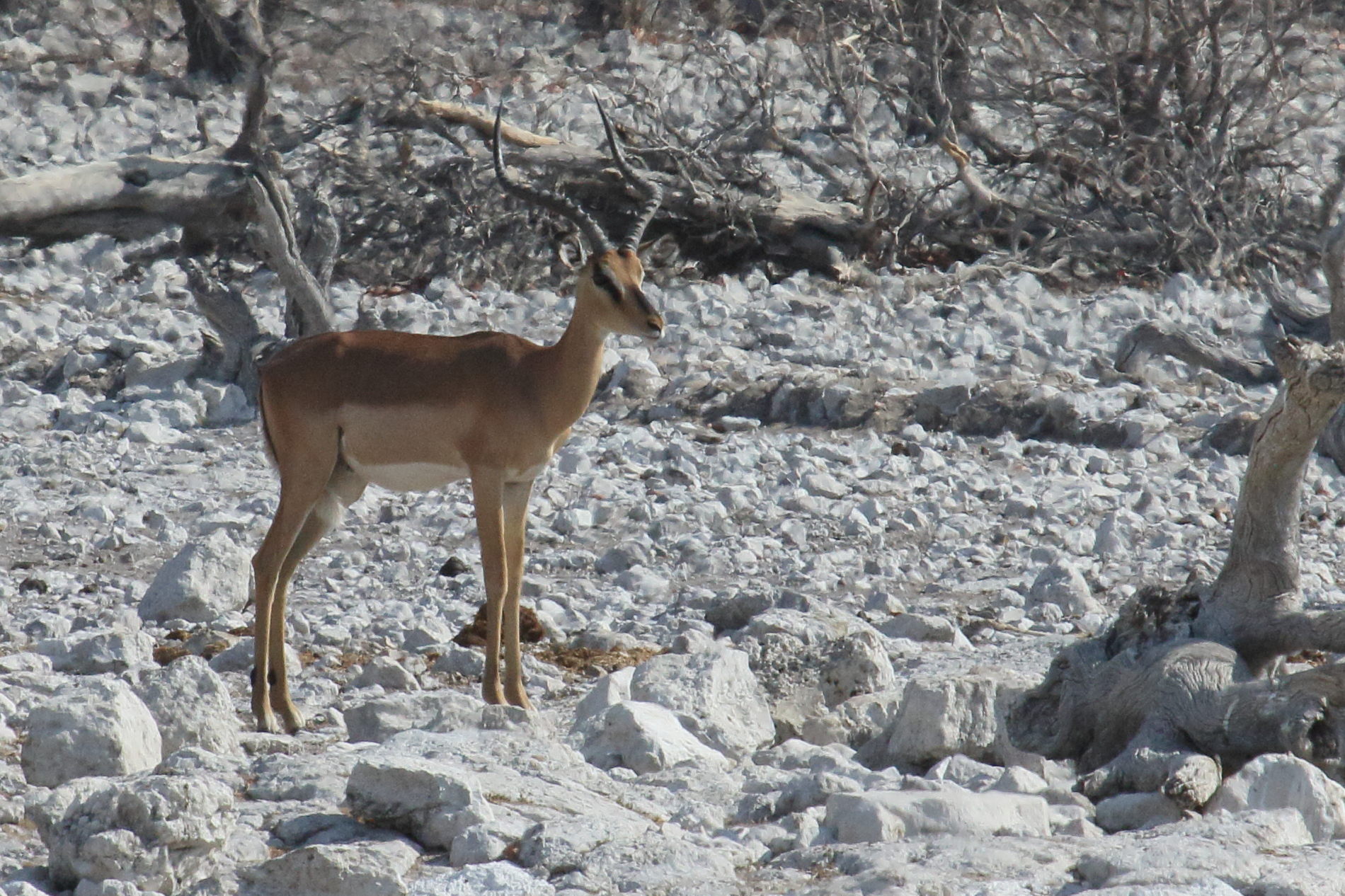 aepyceros_melampus1md