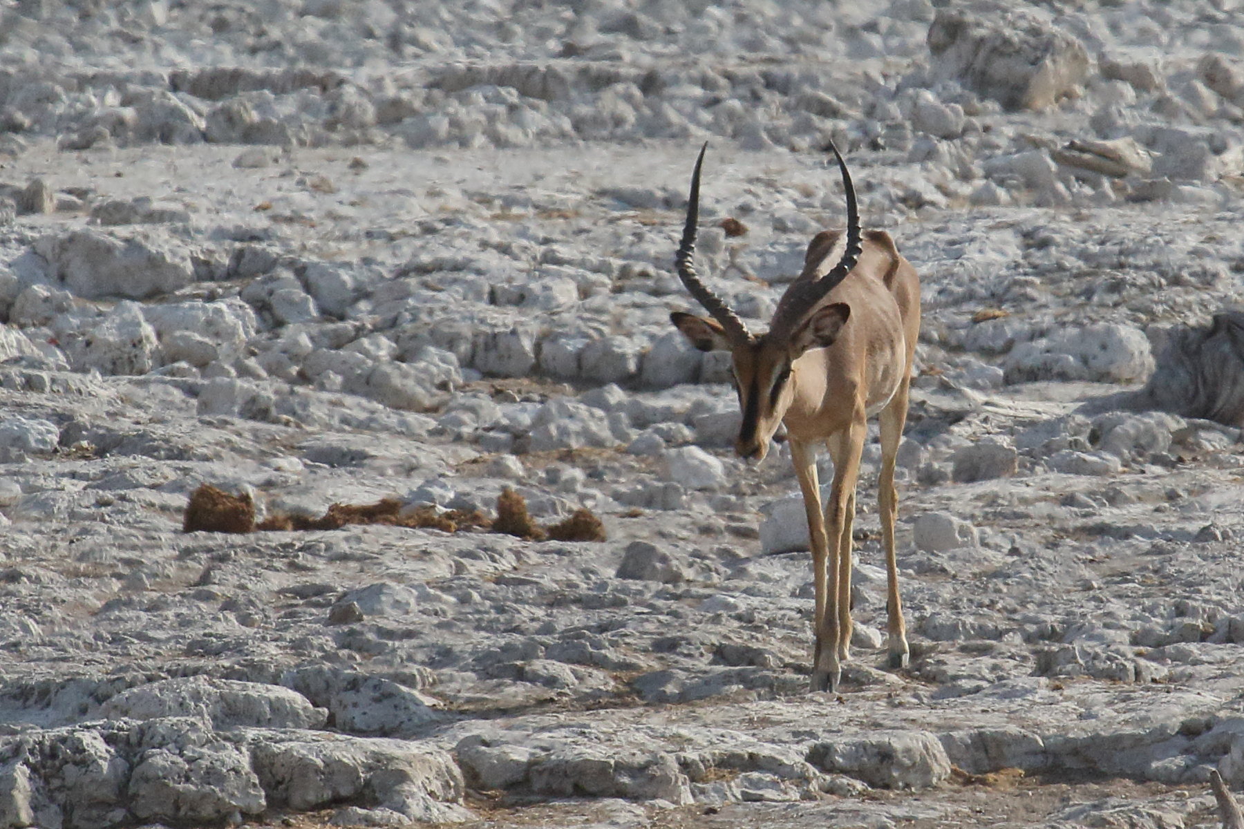 aepyceros_melampus2md