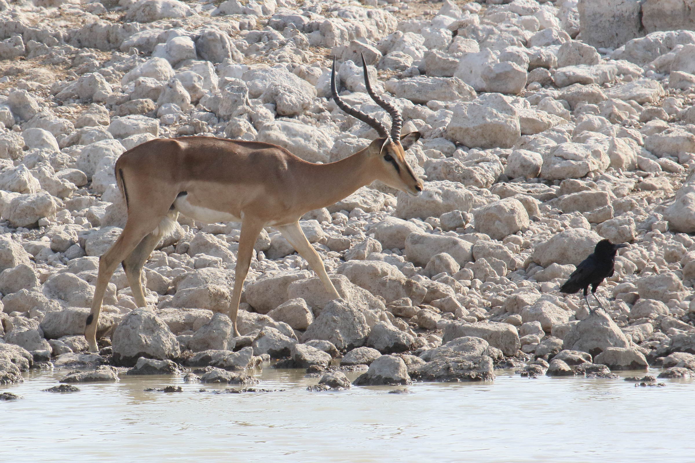 aepyceros_melampus3md