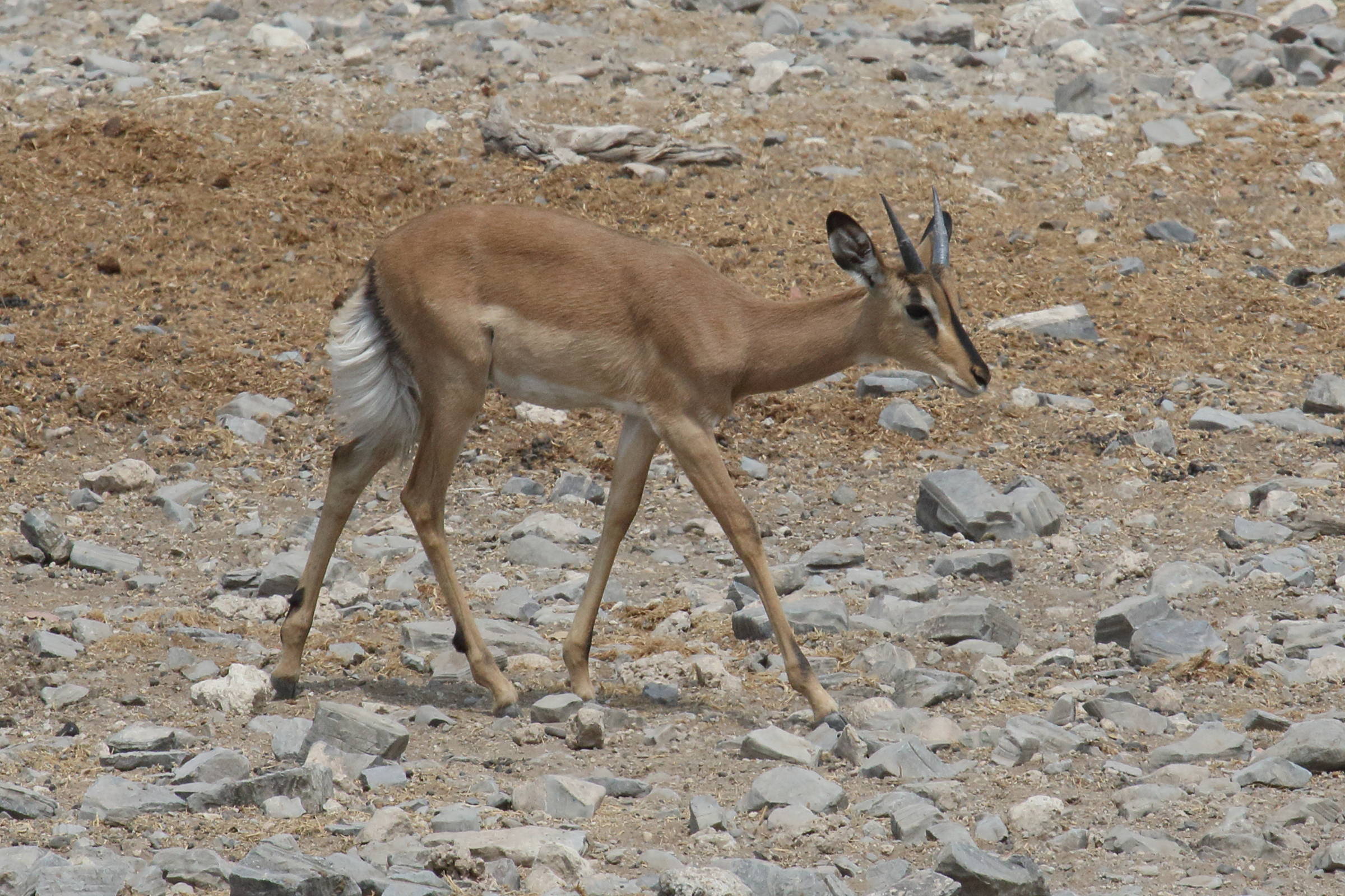 aepyceros_melampus4md