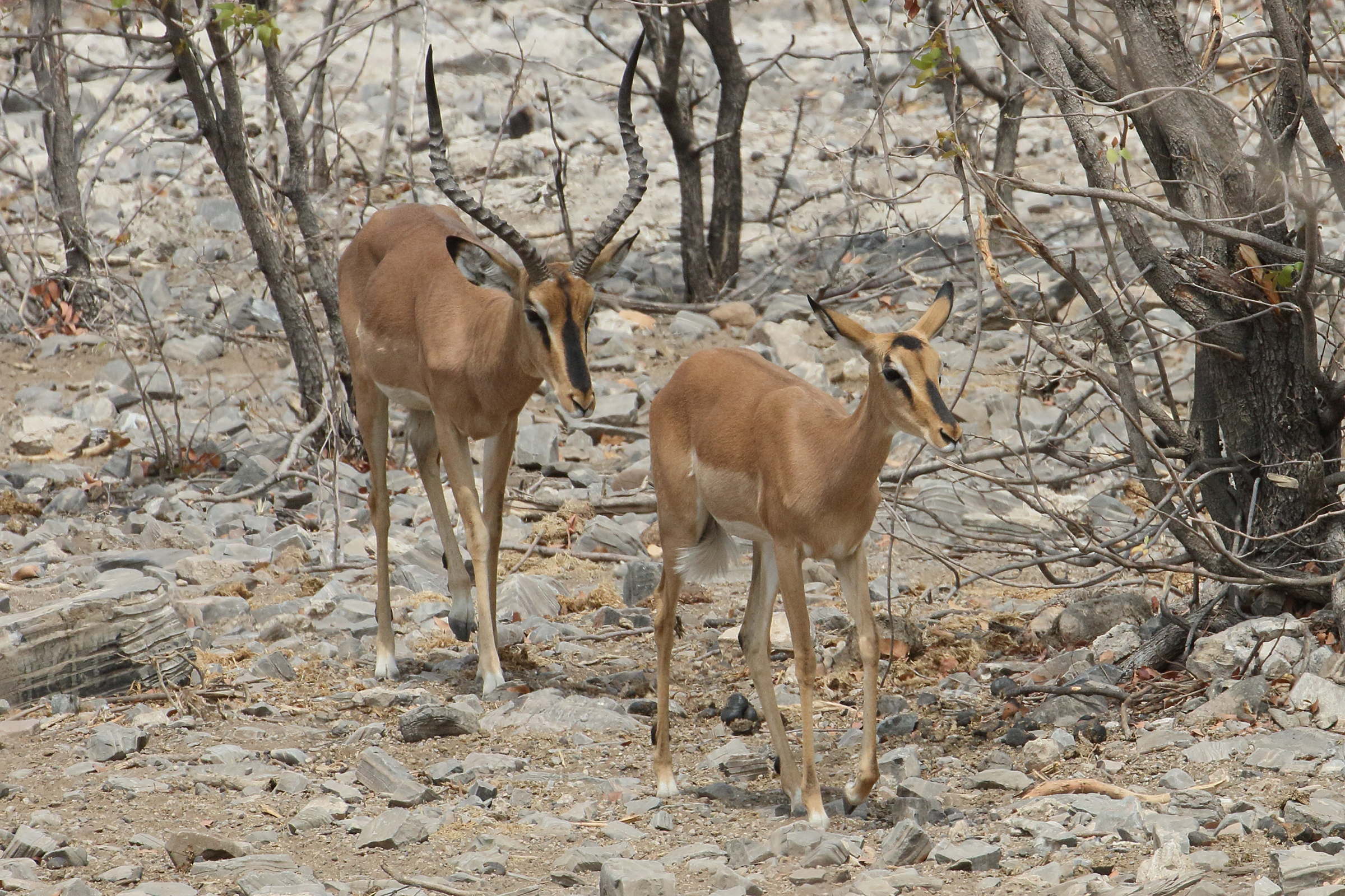 aepyceros_melampus5bd