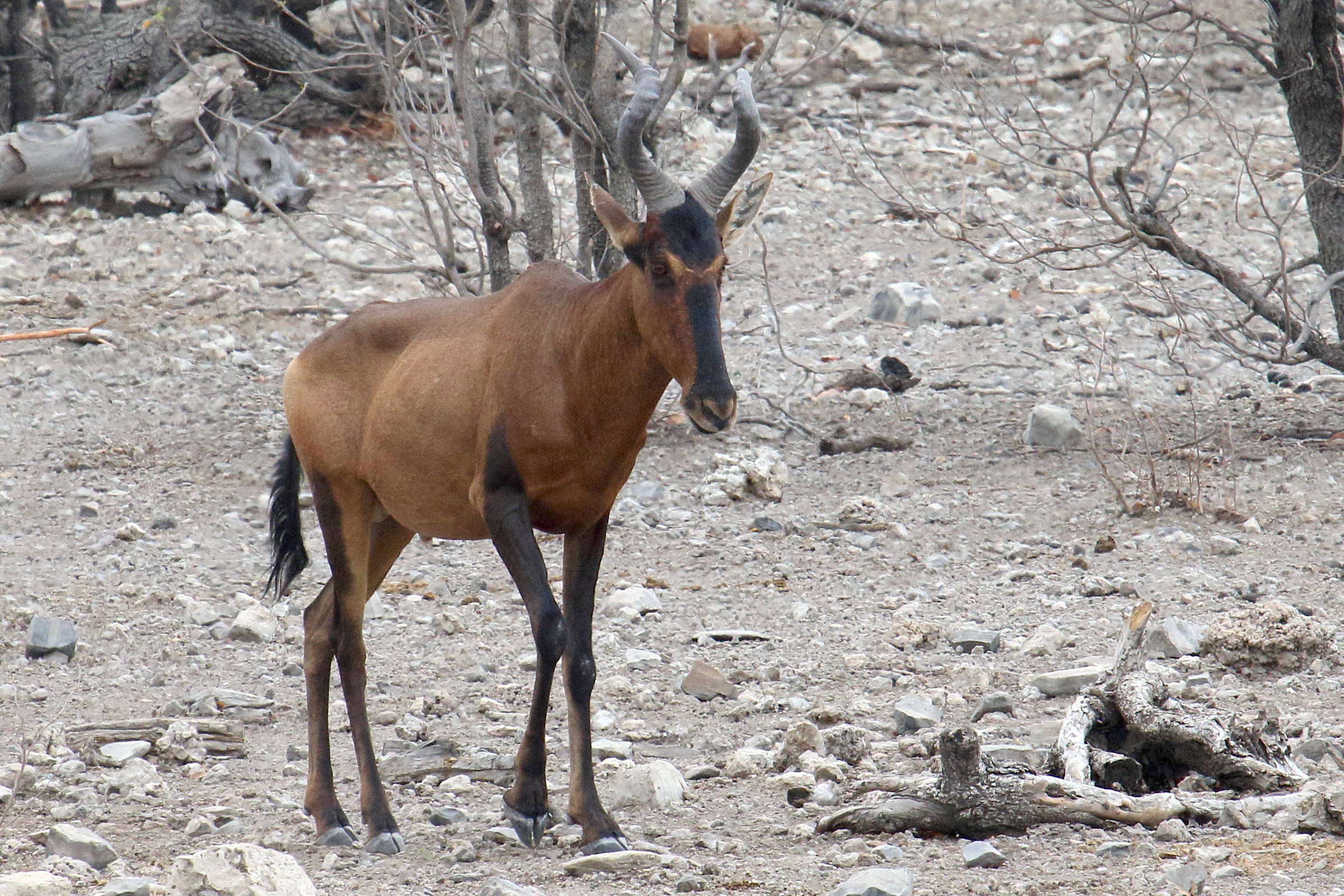 alcelaphus_buselaphus1md