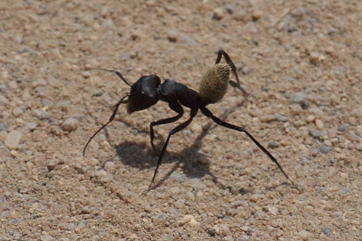 camponotus_fulvopilosus1md