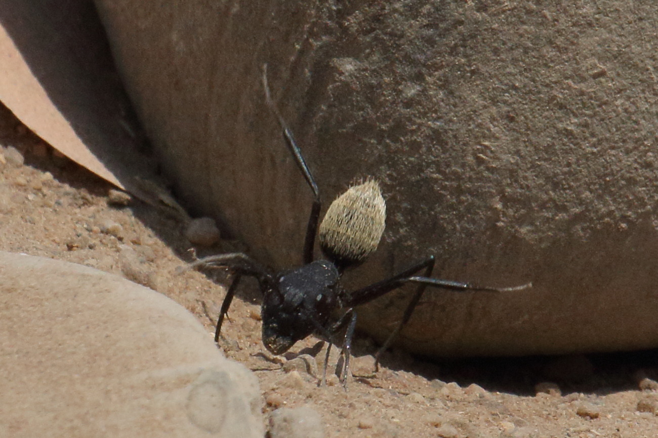 camponotus_fulvopilosus2md