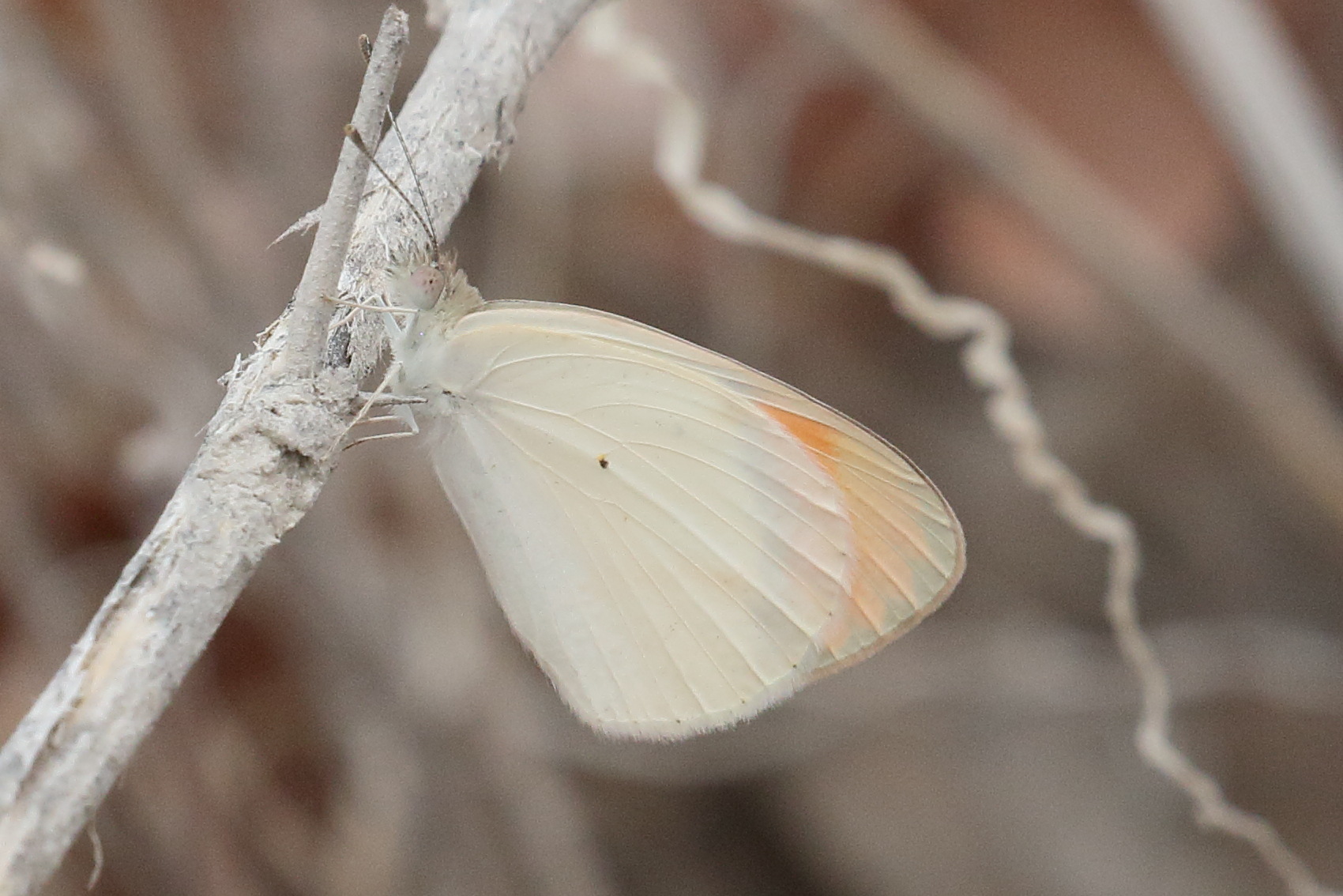 colotis_antevippe1bd