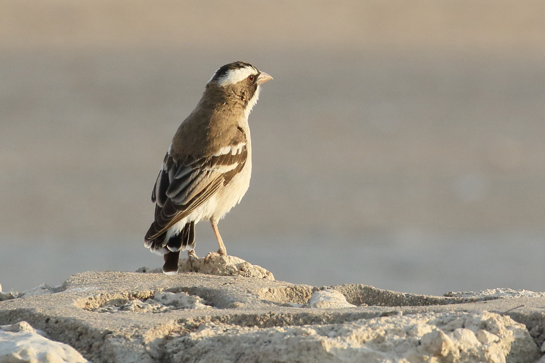 mahali_a_sourcil_blanc_-_plocepasser_mahali1bd