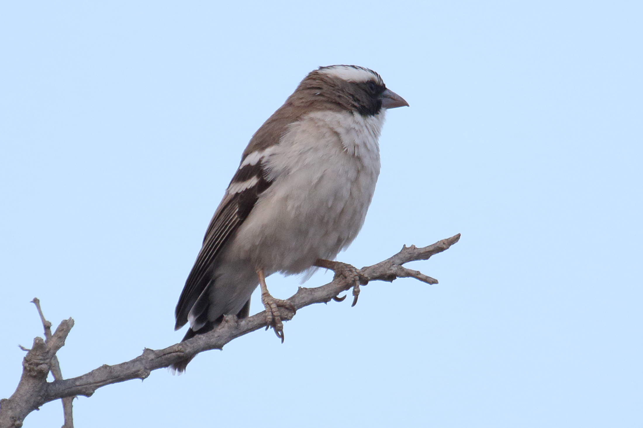 mahali_a_sourcil_blanc_-_plocepasser_mahali2md