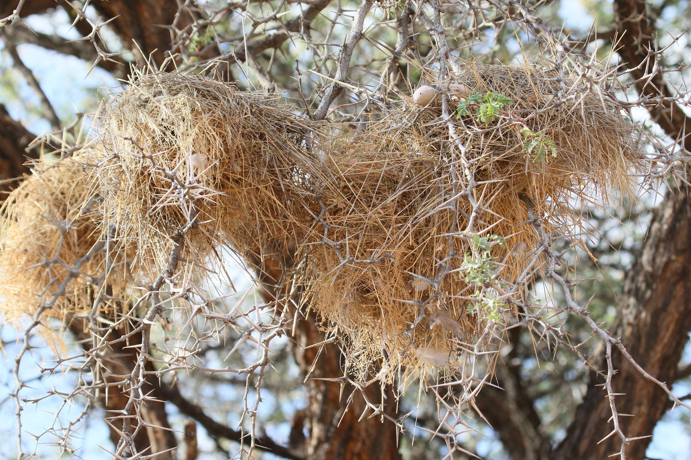 mahali_a_sourcil_blanc_-_plocepasser_mahali_nid1md