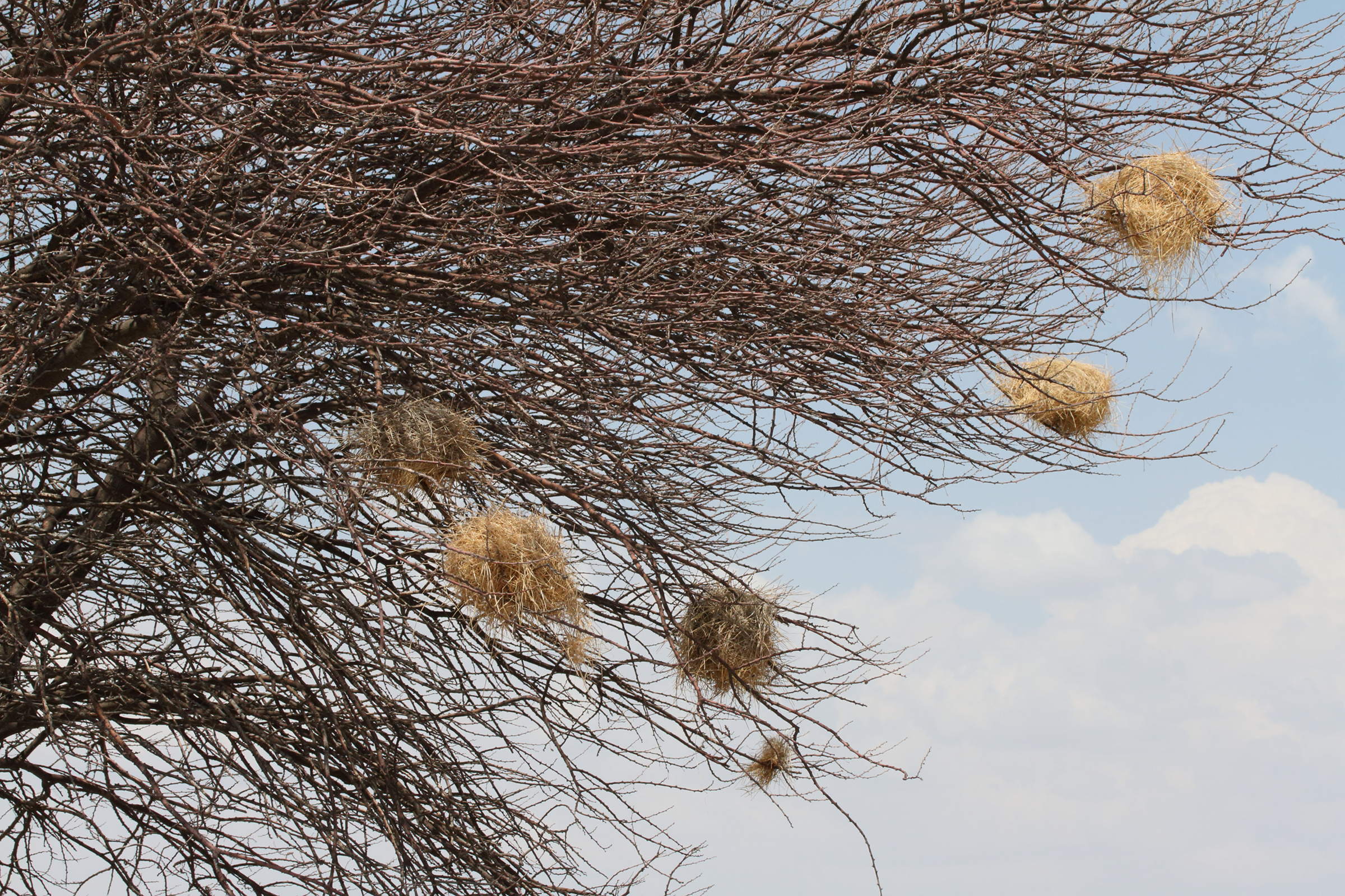 mahali_a_sourcil_blanc_-_plocepasser_mahali_nid2md