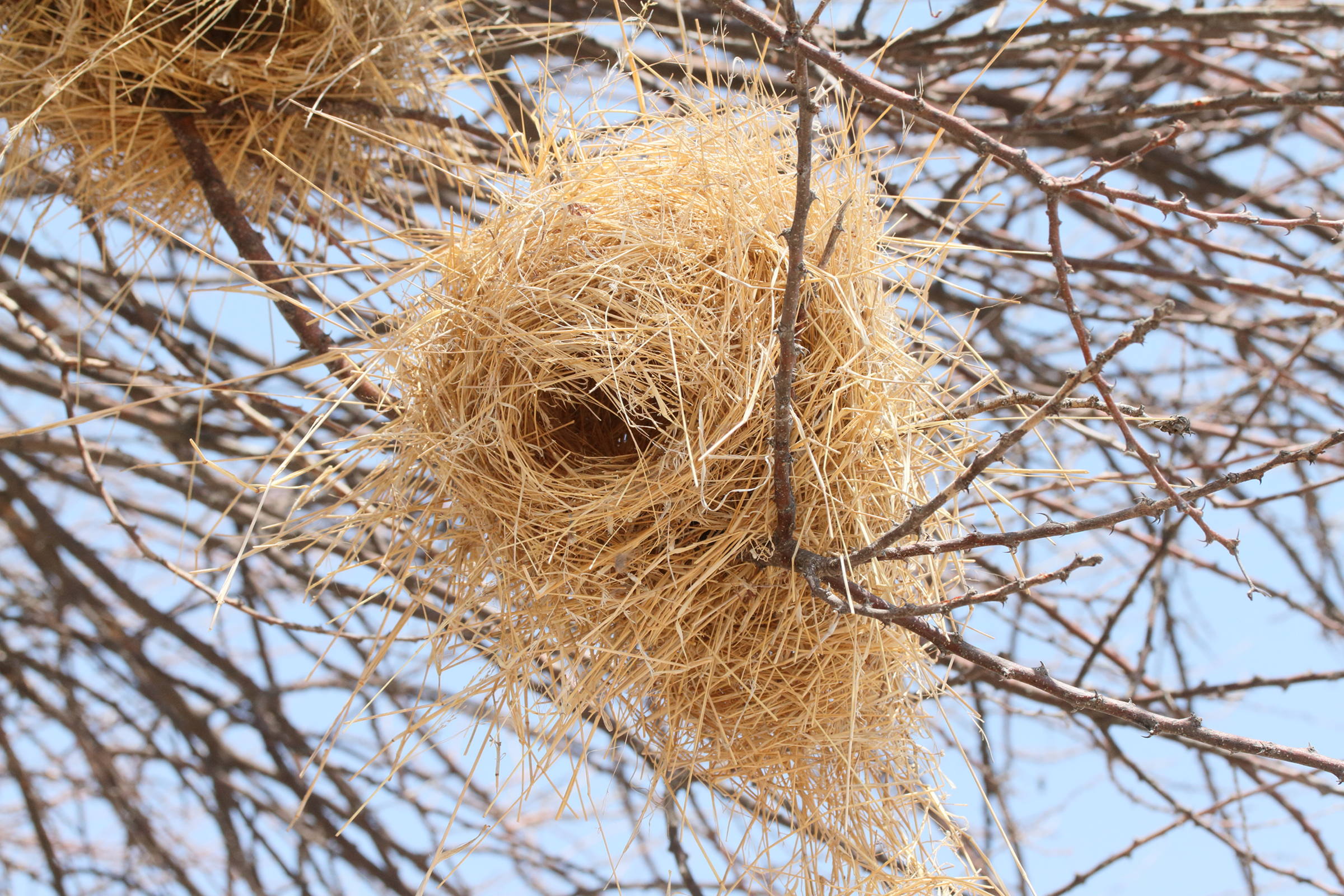 mahali_a_sourcil_blanc_-_plocepasser_mahali_nid3md