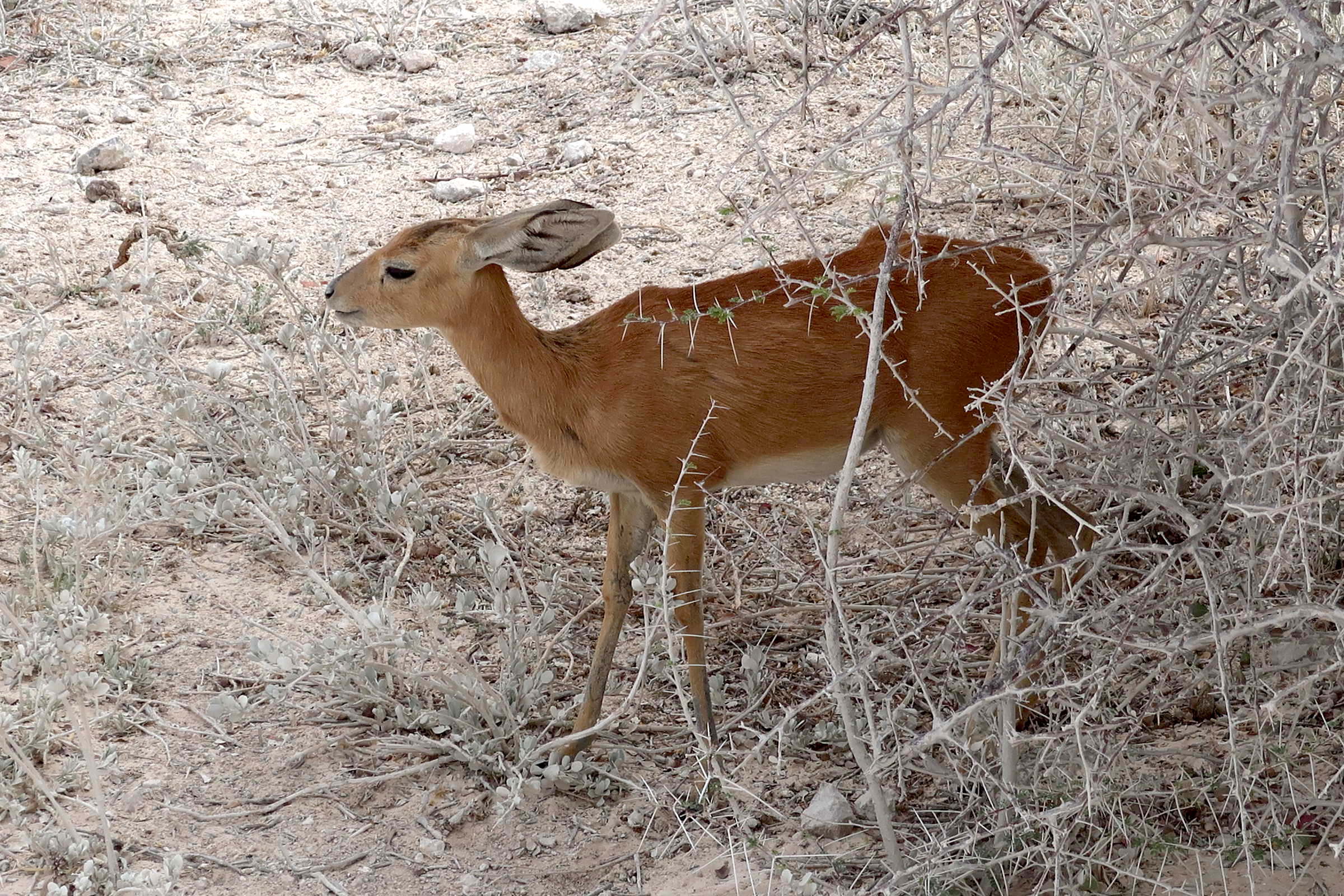 raphicerus_campestris1md
