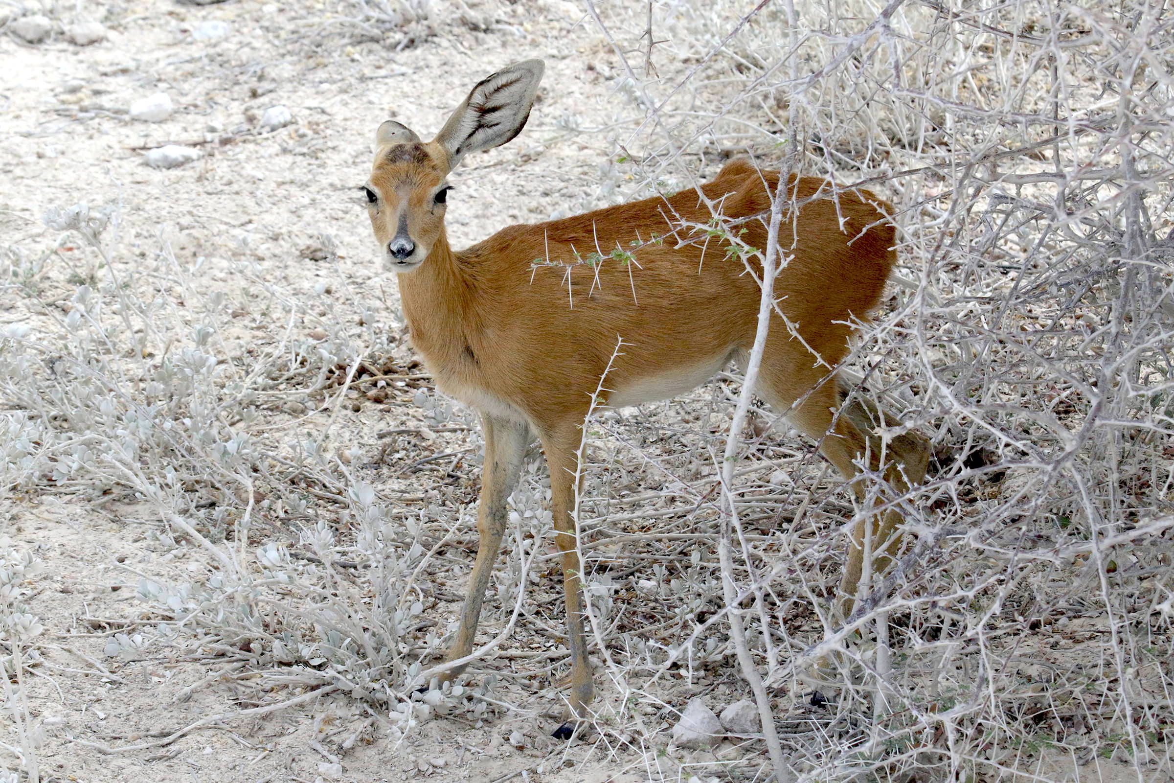 raphicerus_campestris2md
