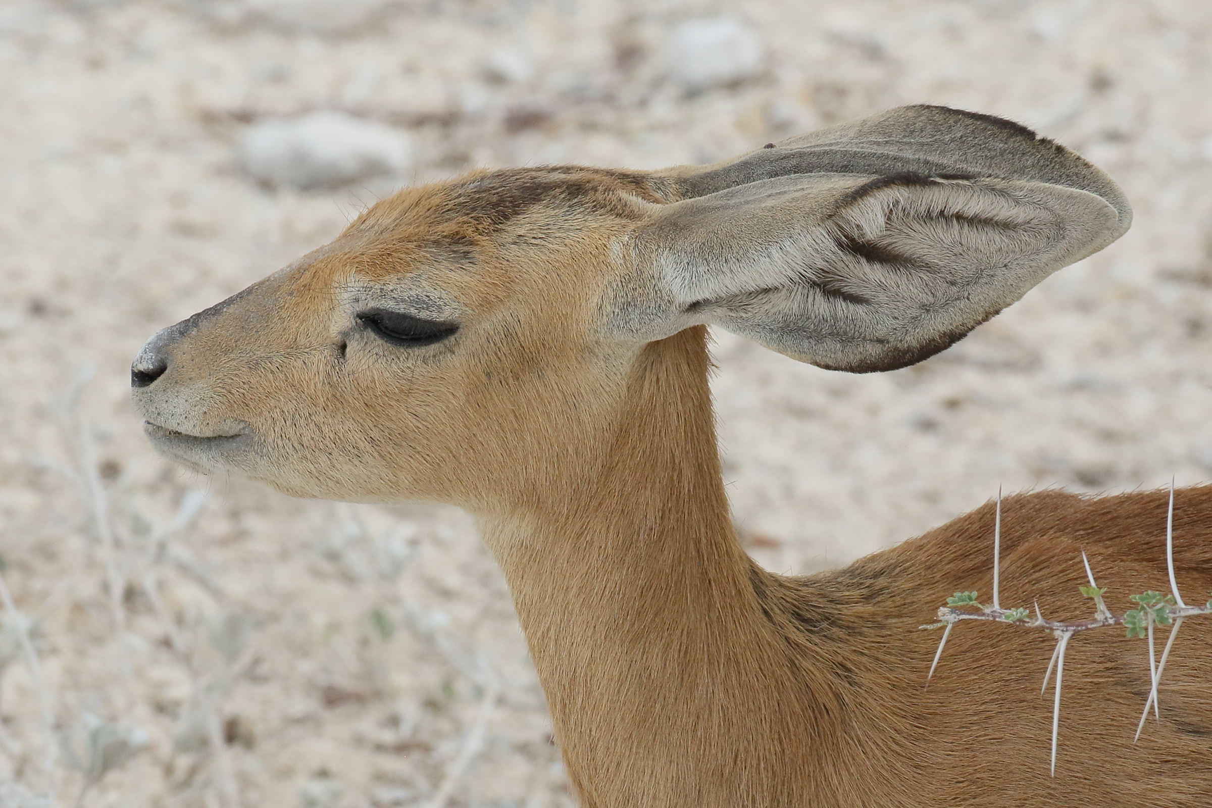 raphicerus_campestris3bd