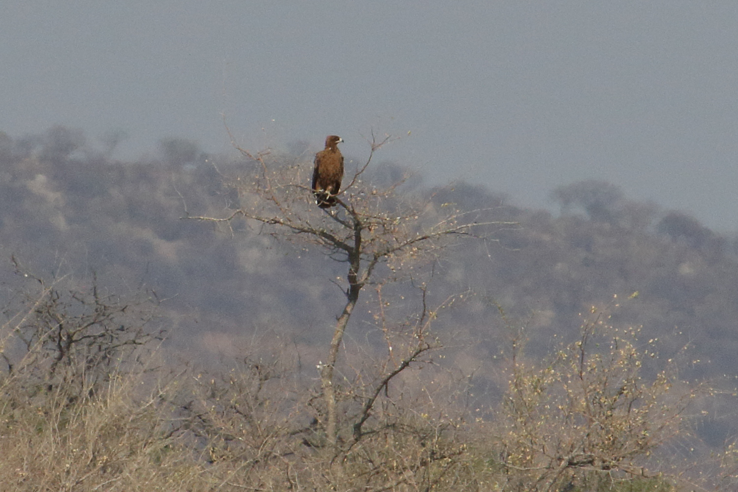 aigle_ravisseur_-_aquila_rapax5md