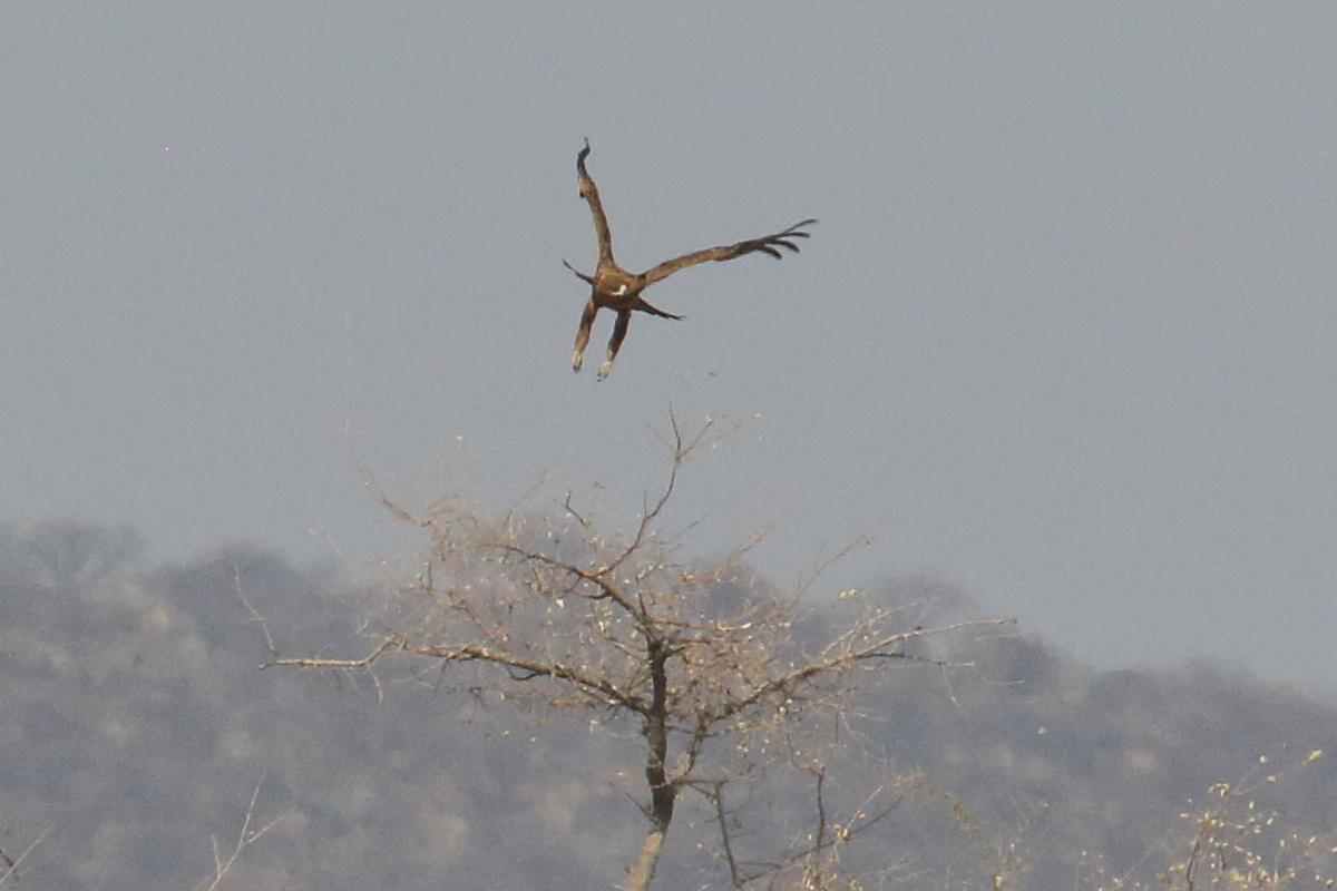 aigle_ravisseur_-_aquila_rapax6bd