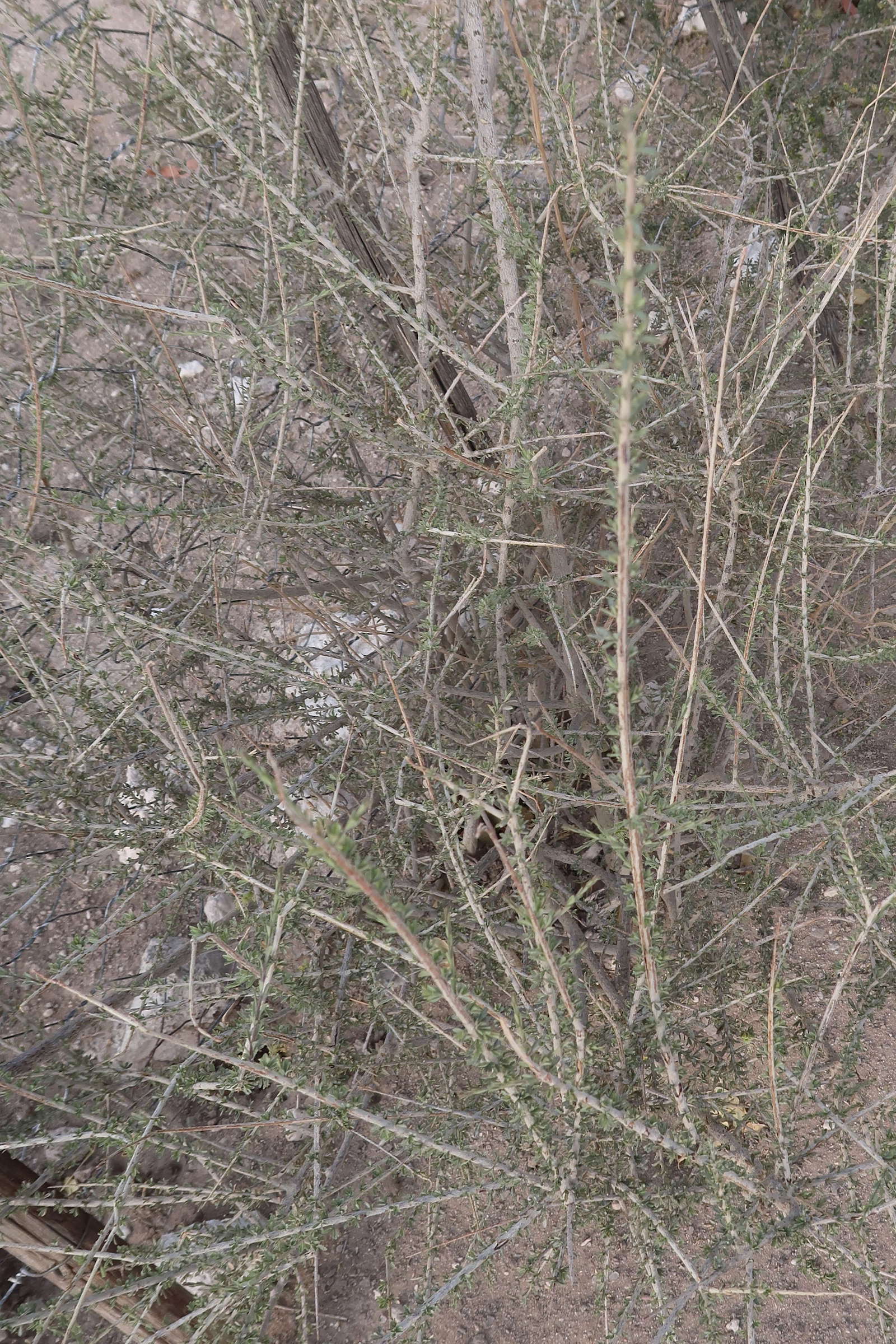 maerua_parvifolia1md