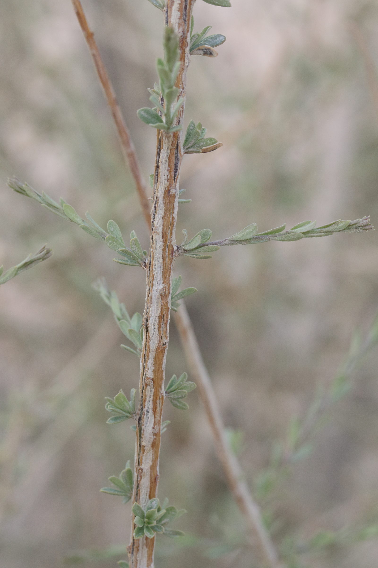 maerua_parvifolia2md
