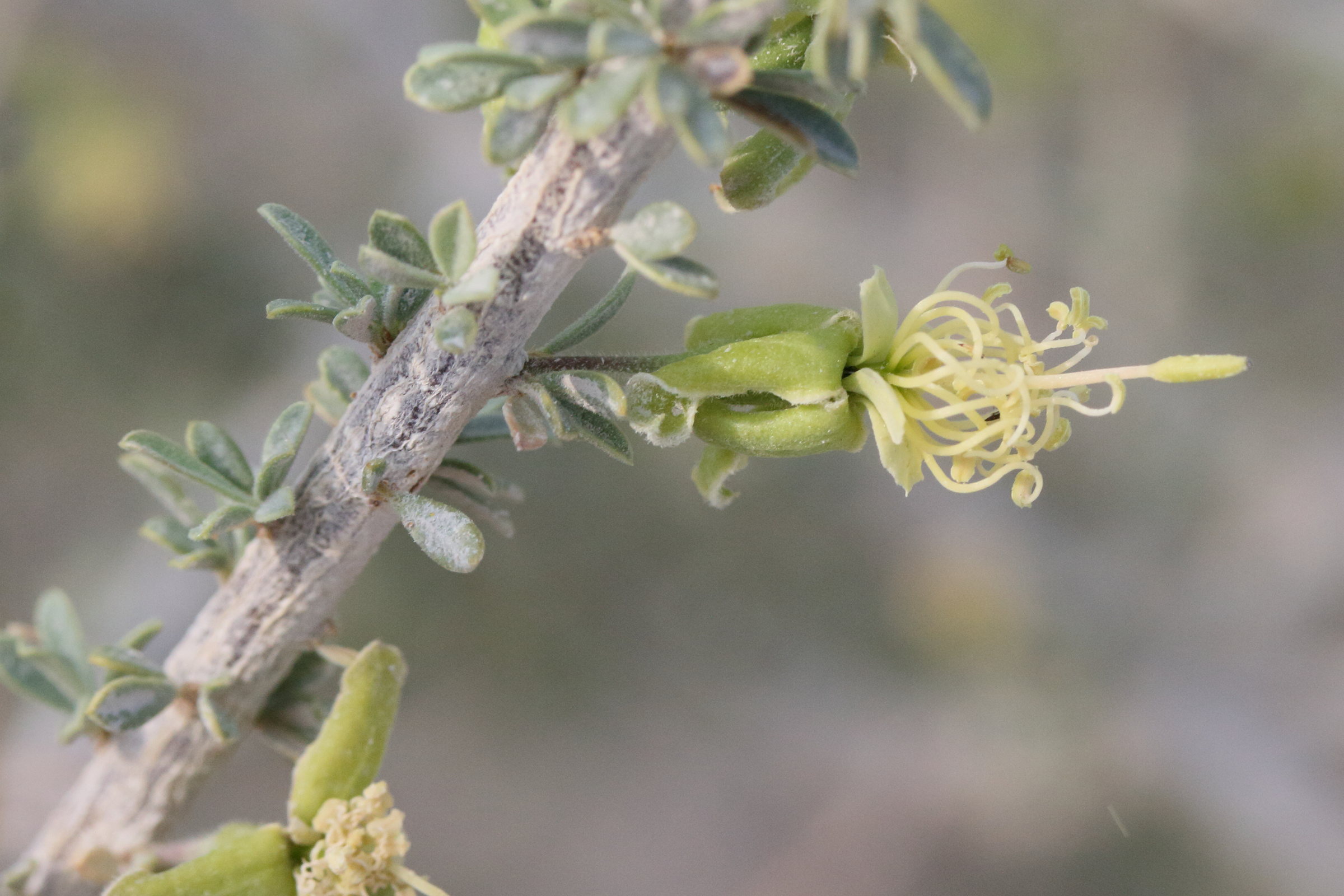 maerua_parvifolia3md