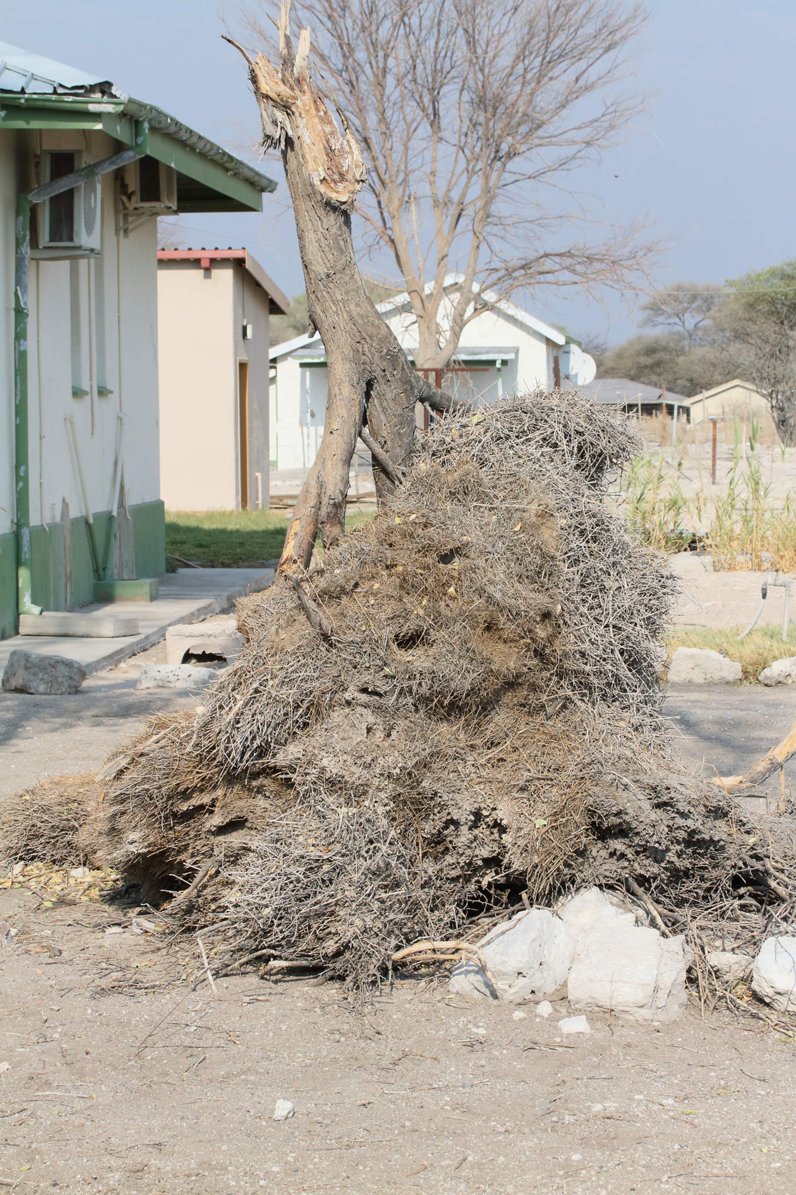 républicain_social_-_philetairus_socius_nid3md