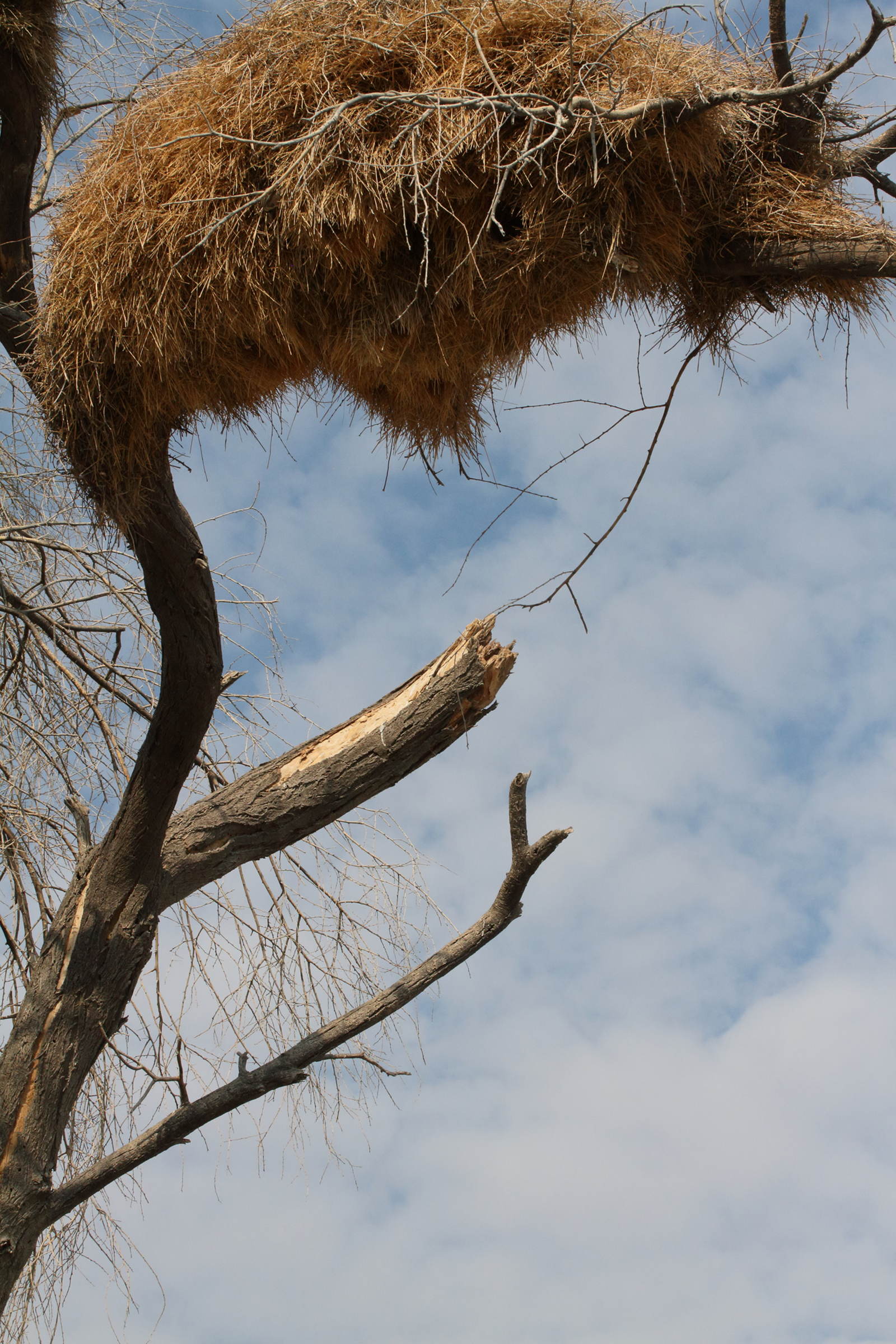 républicain_social_-_philetairus_socius_nid4md