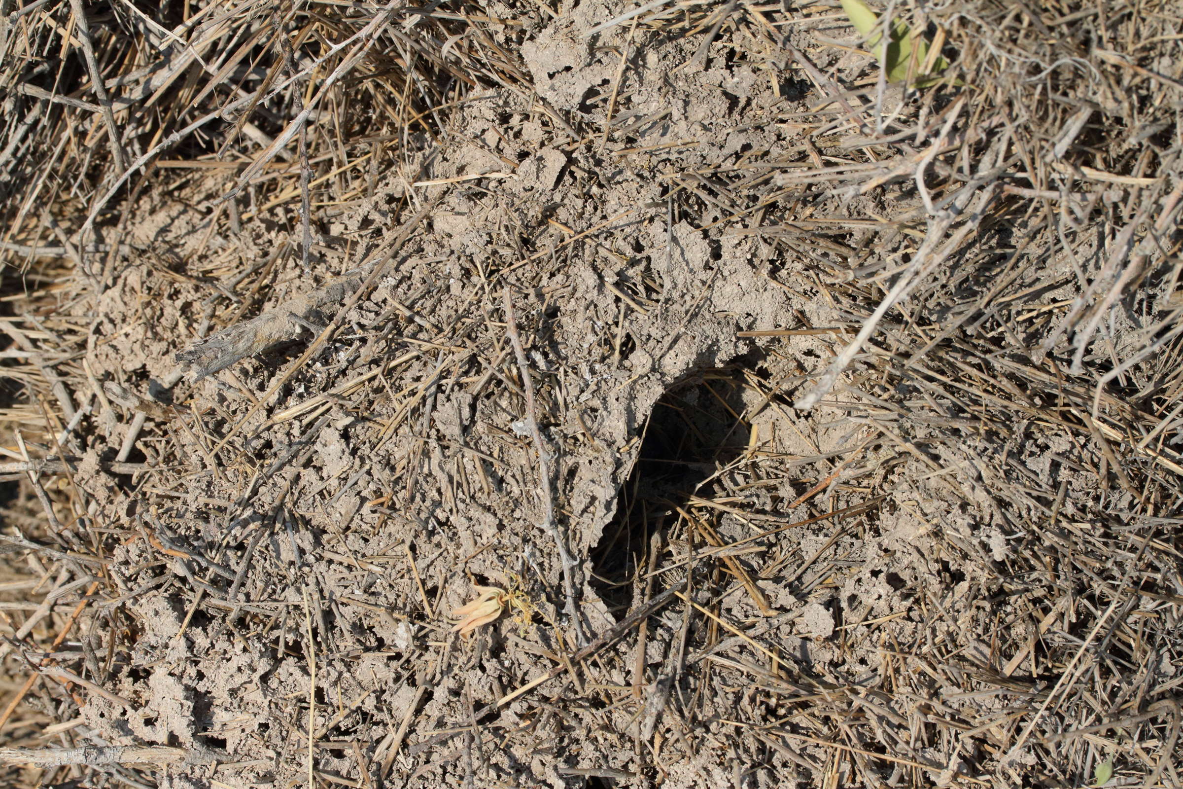 républicain_social_-_philetairus_socius_nid5md