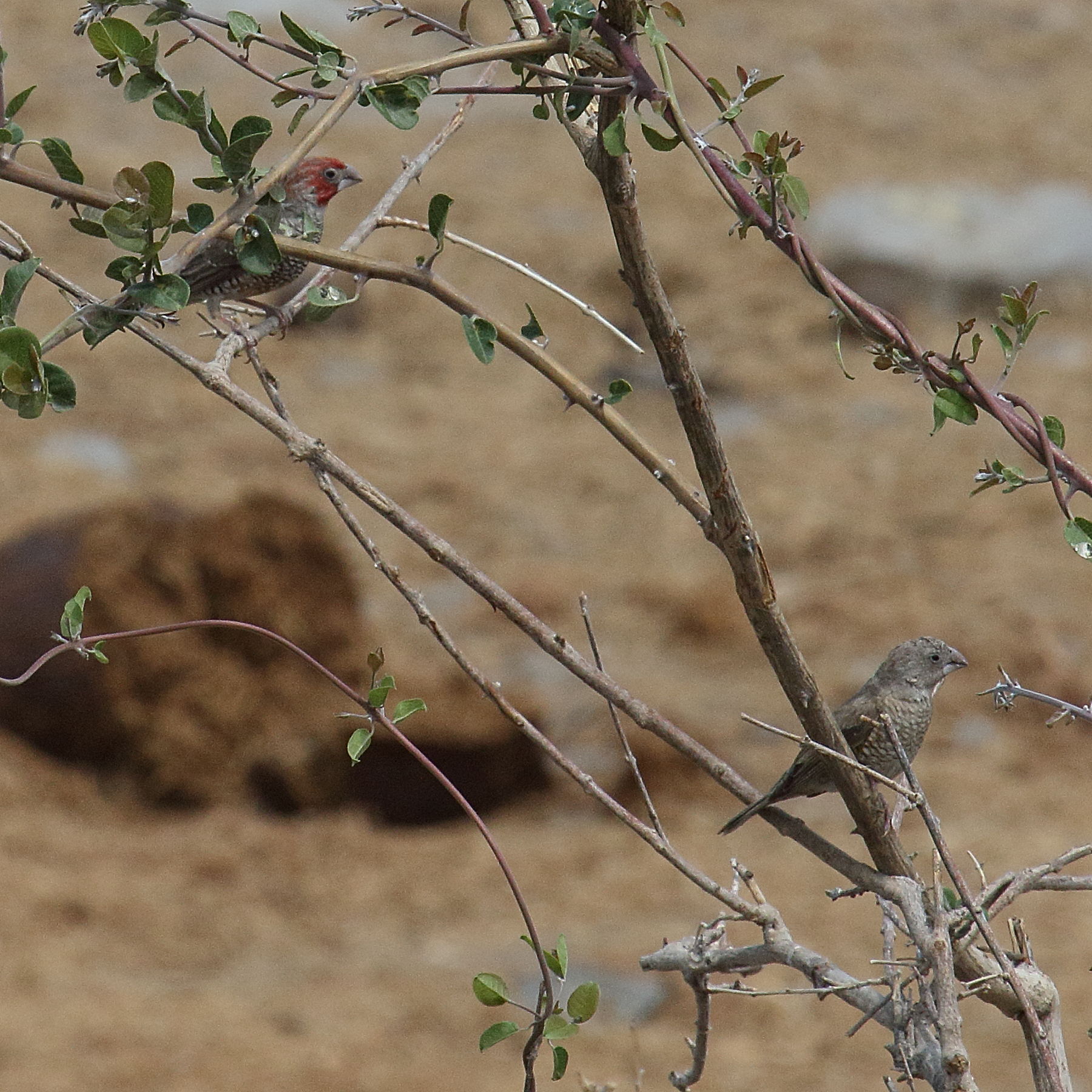 amadine_a_tete_rouge_-_amadina_erythrocephala2md