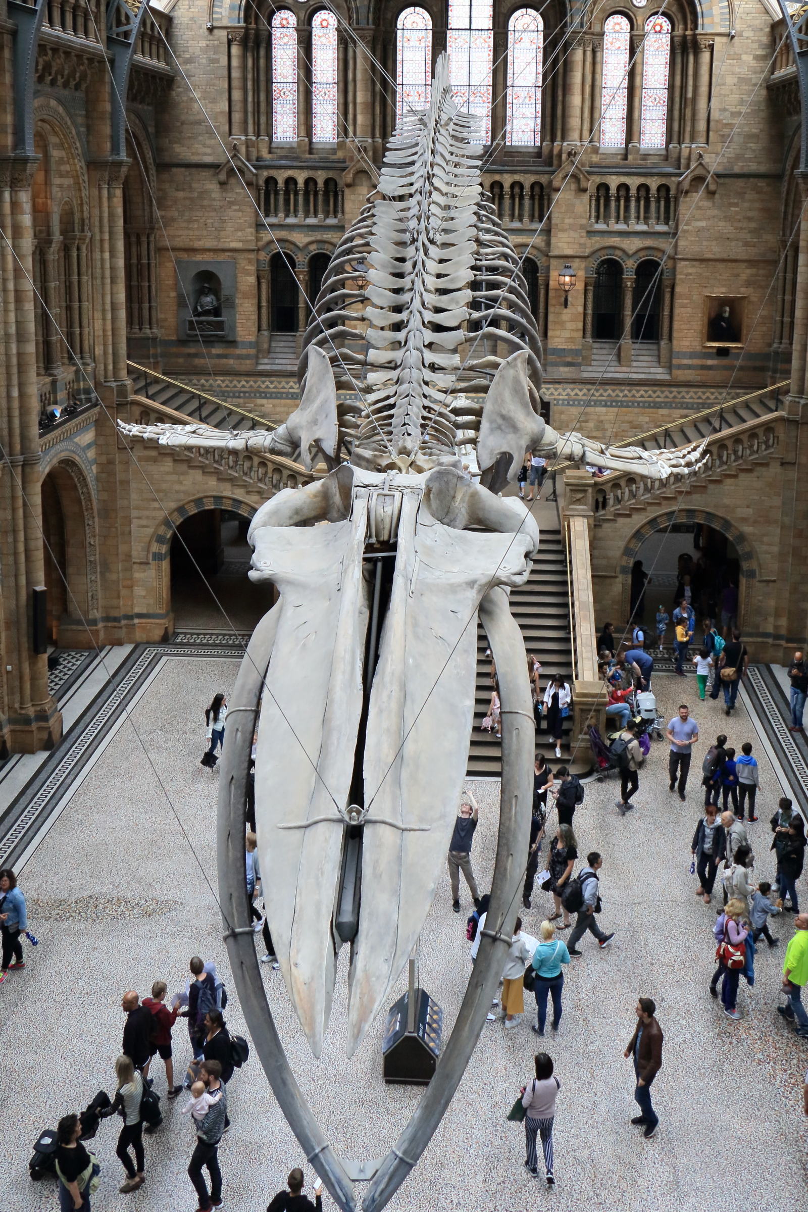 balaenoptera_musculus1cd