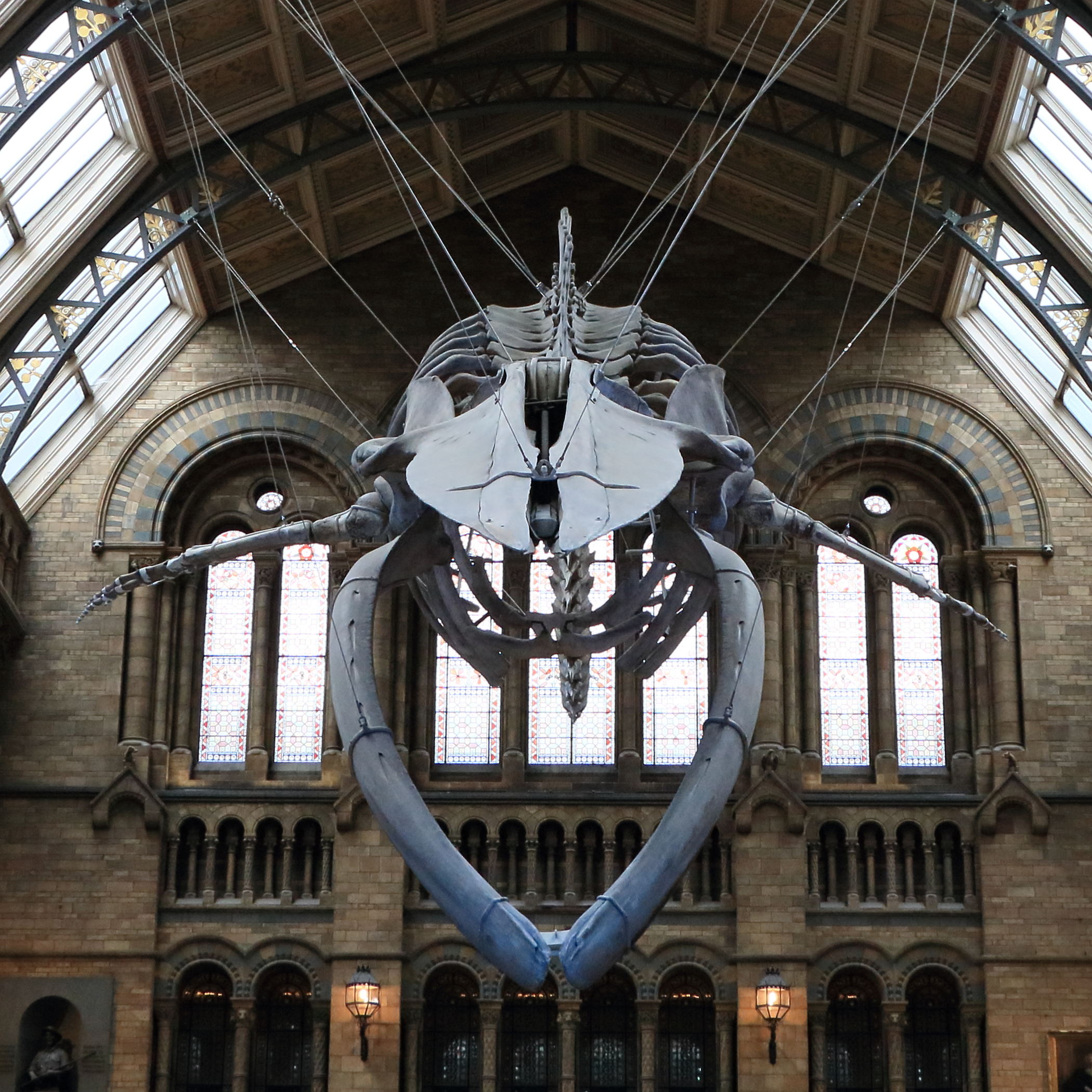 balaenoptera_musculus2cd