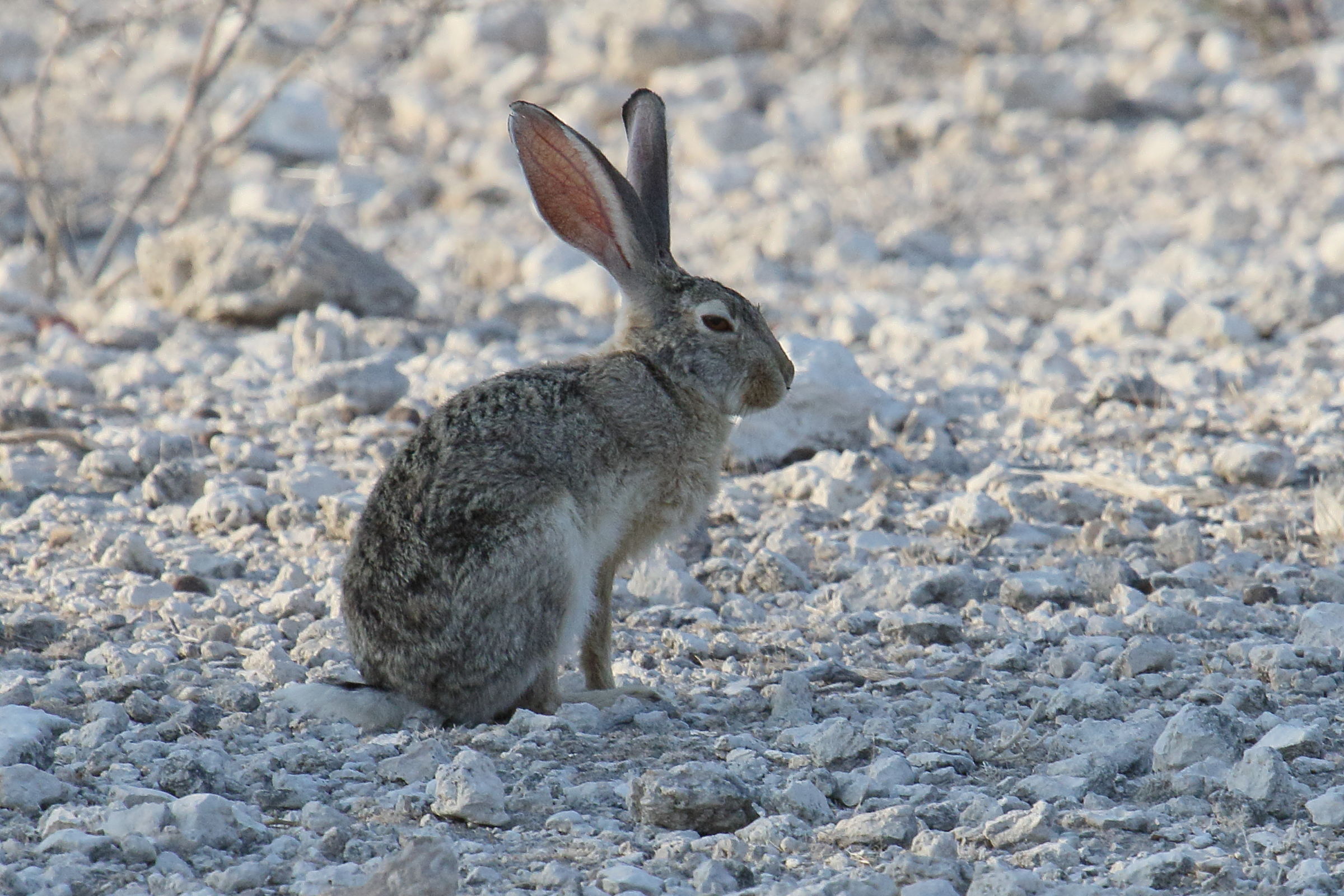 lepus_capensis1md