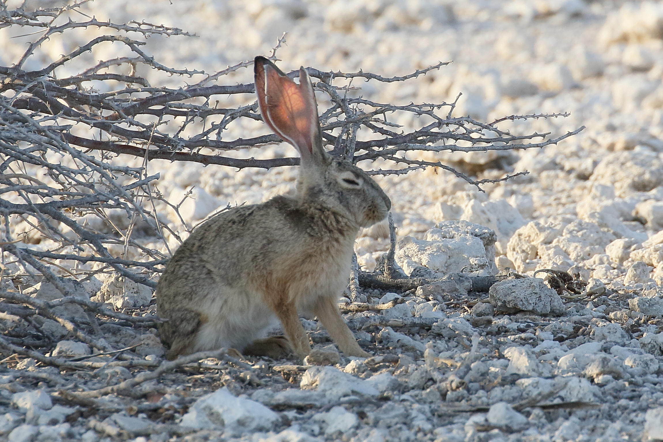 lepus_capensis2bd