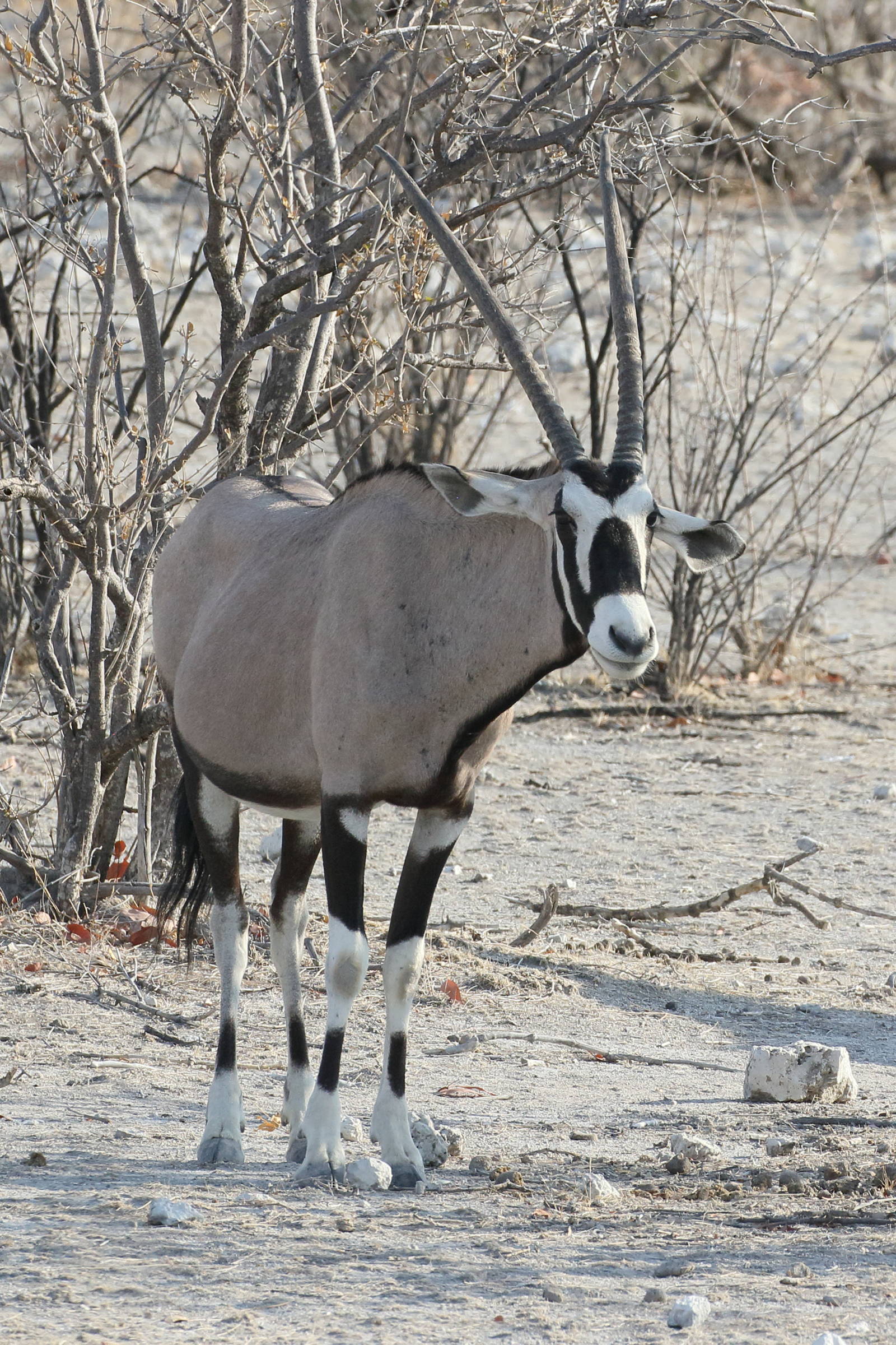 oryx_gazella1bd
