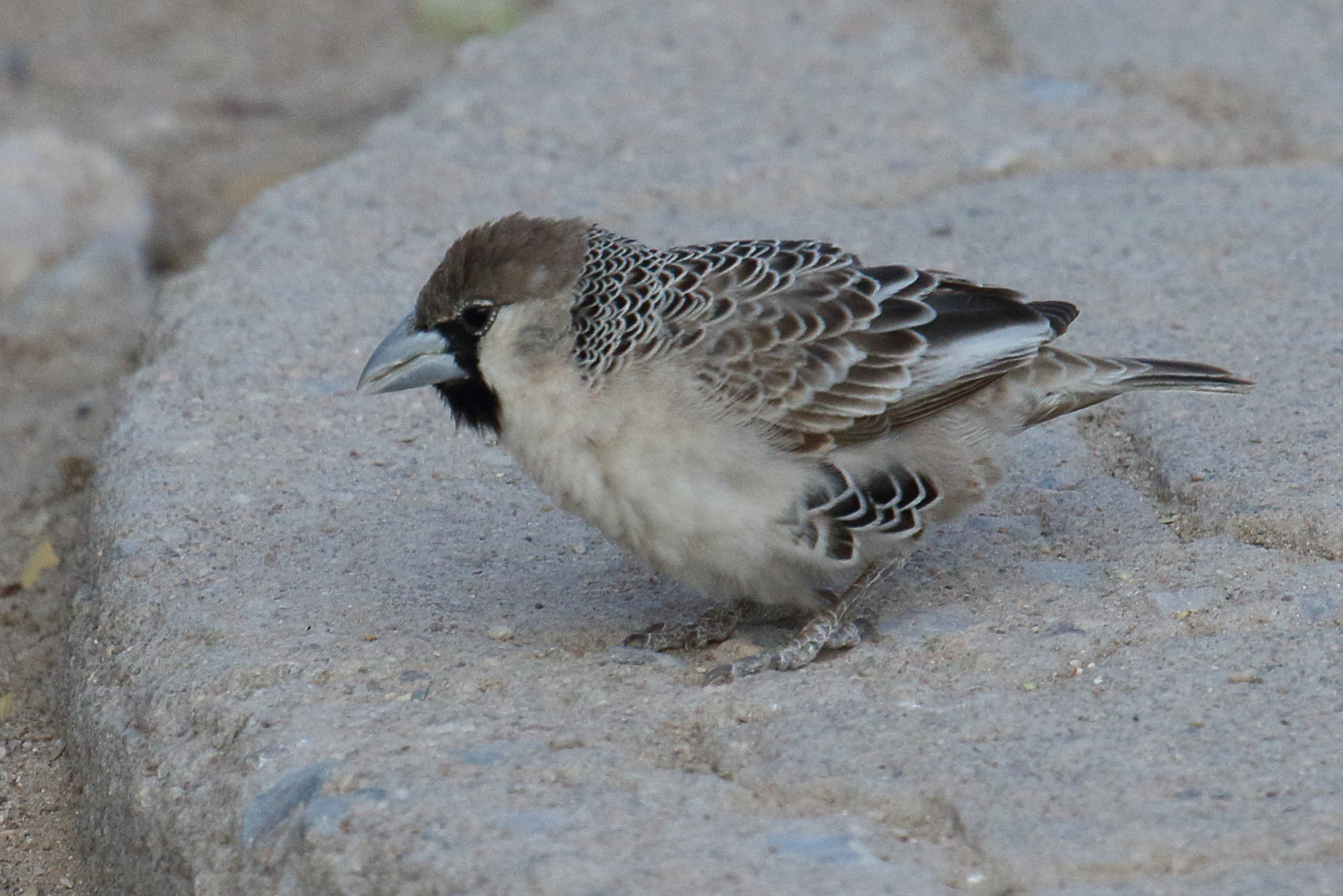 republicain_social_-_philetairus_socius5md