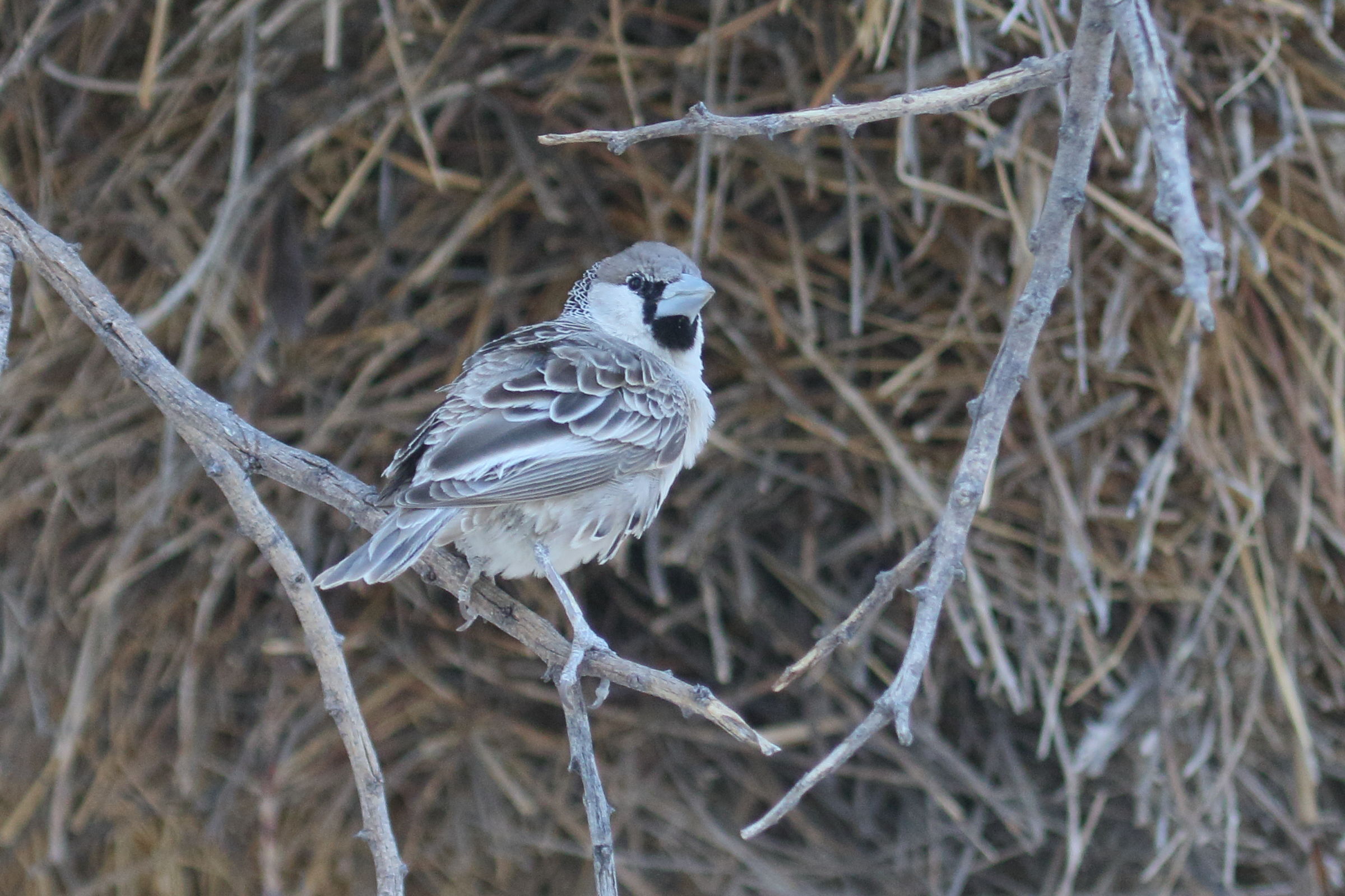 republicain_social_-_philetairus_socius6md