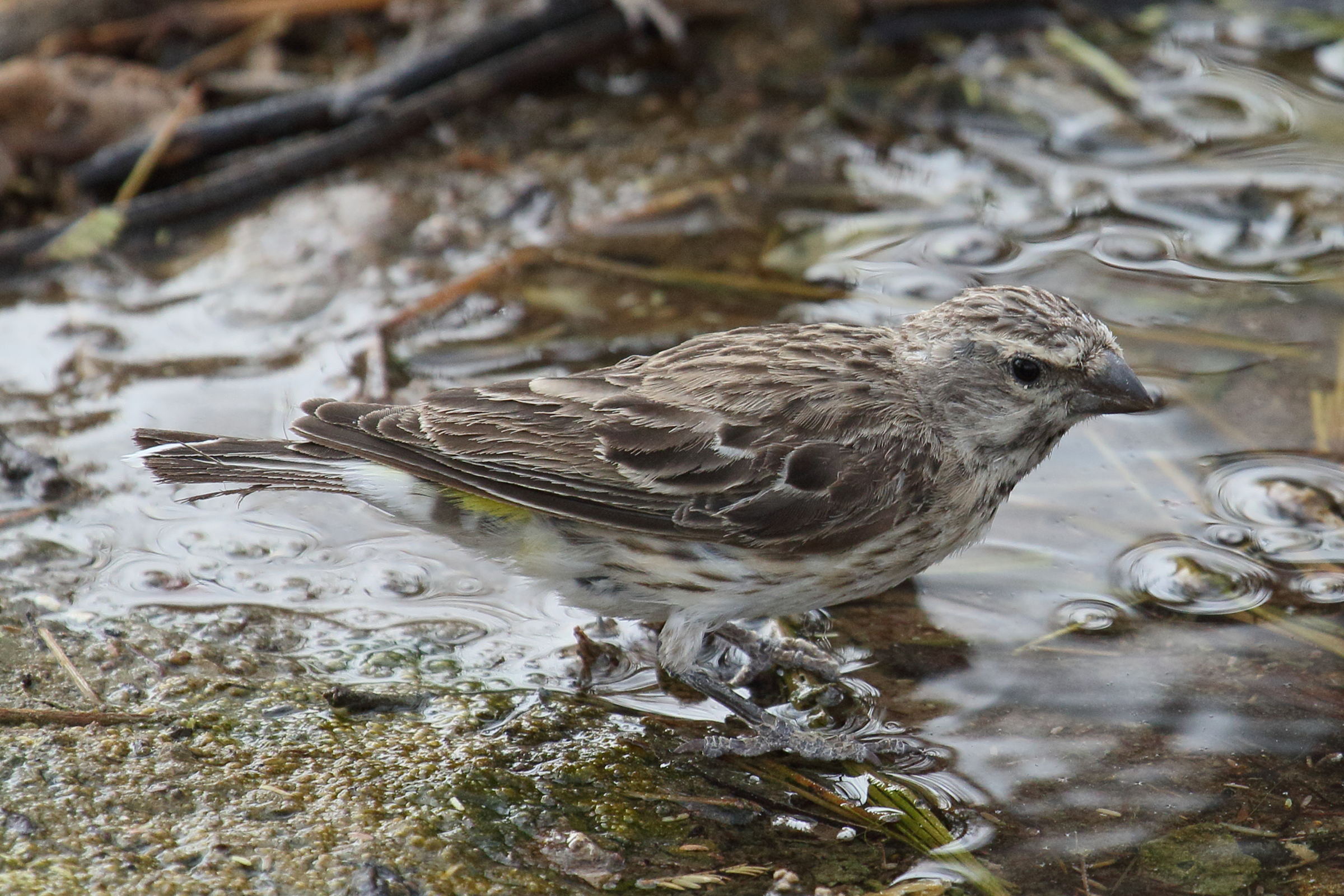 serin_a_gorge_blanche_-_crithagra_albogularis1md