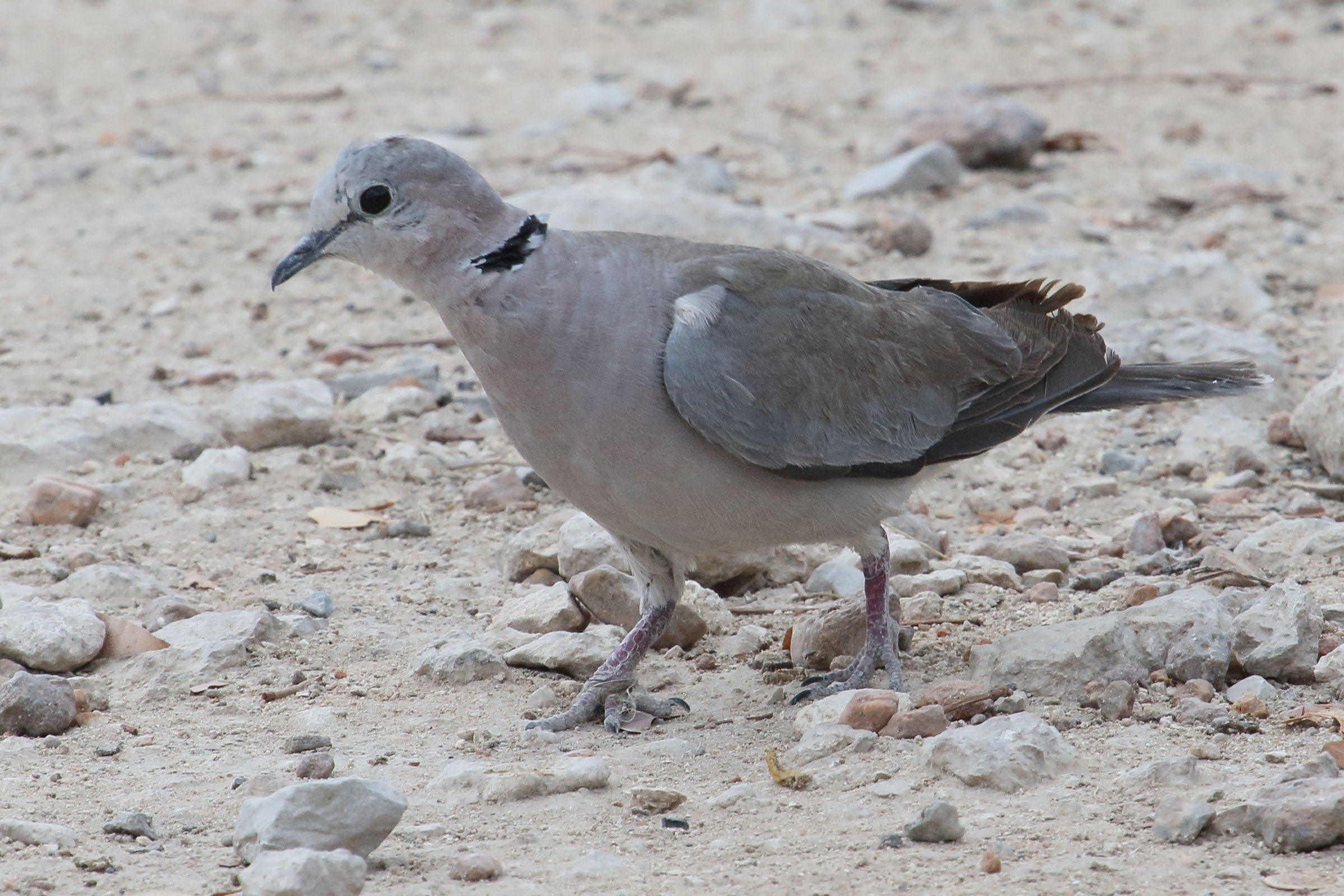 tourterelle_du_cap_-_streptopelia_capicola1md