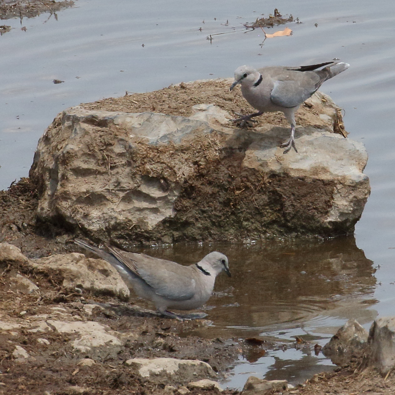 tourterelle_du_cap_-_streptopelia_capicola2bd