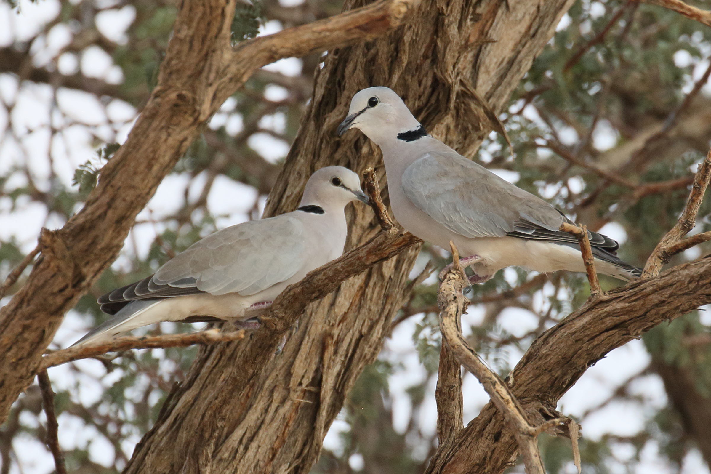 tourterelle_du_cap_-_streptopelia_capicola3bd