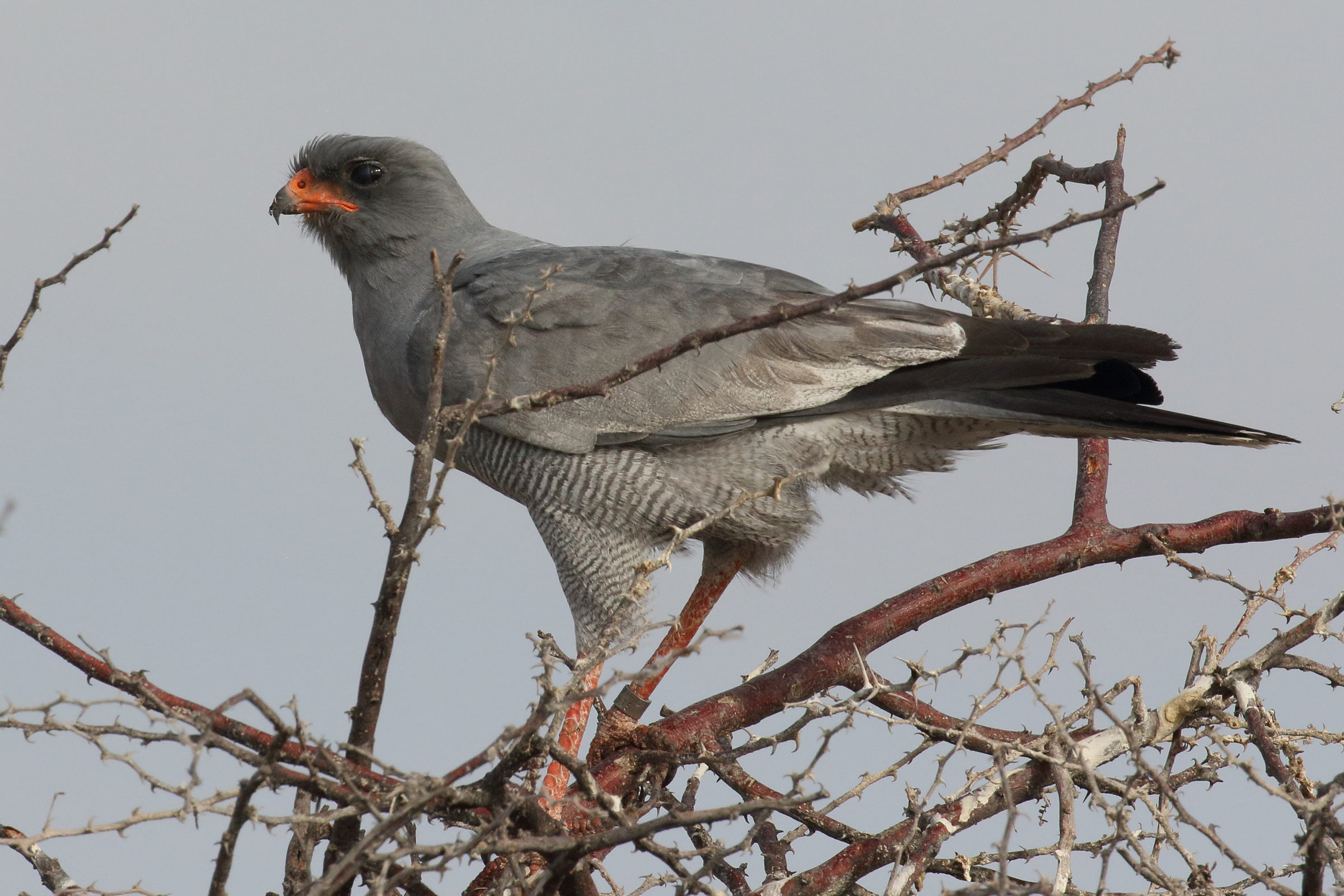 autour_chanteur_-_melierax_canorus1bd