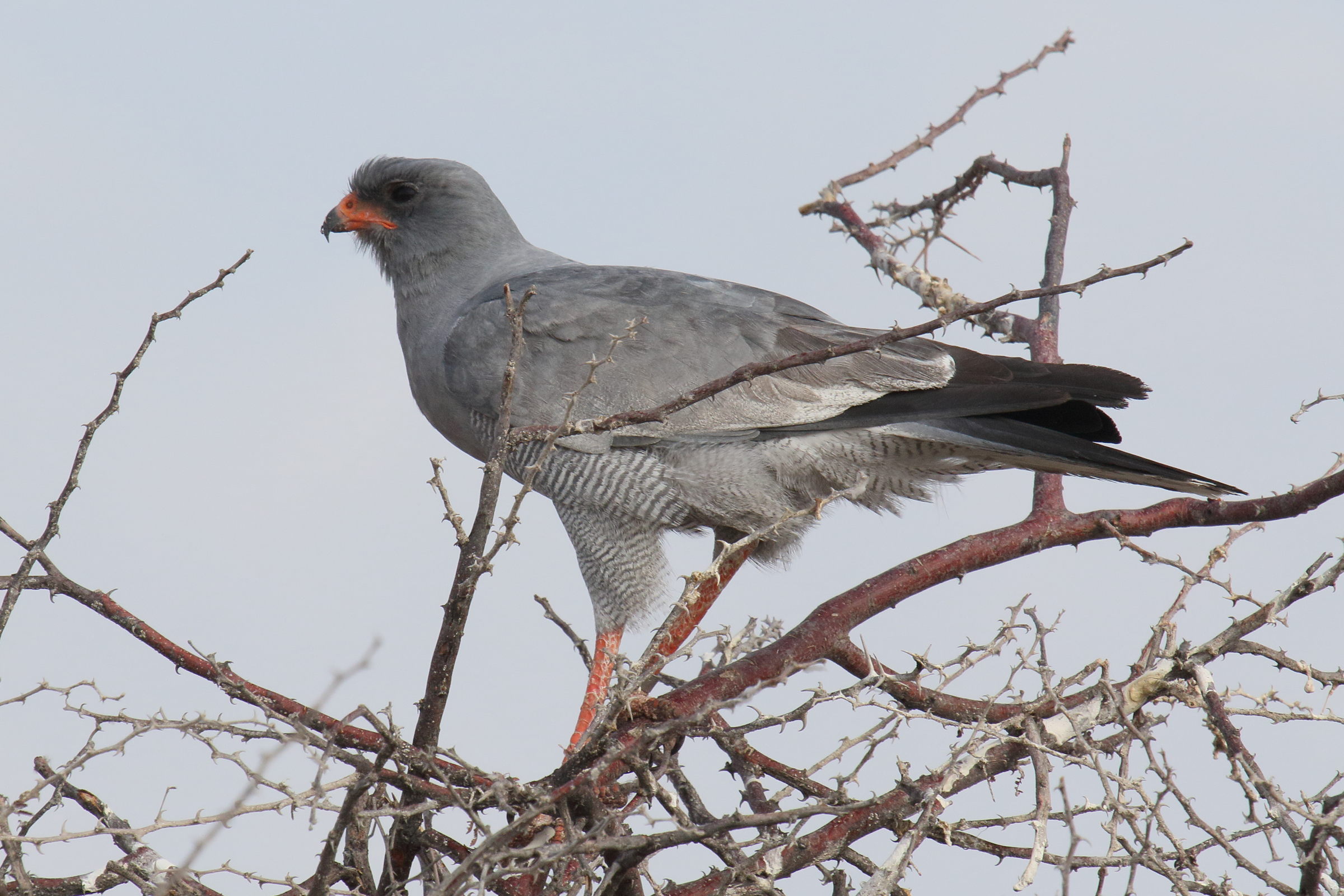 autour_chanteur_-_melierax_canorus2md