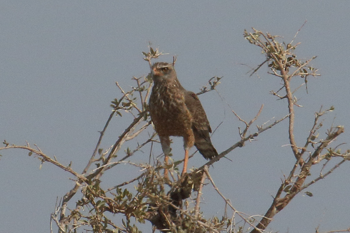 autour_gabar_-_micronisus_gabar2md