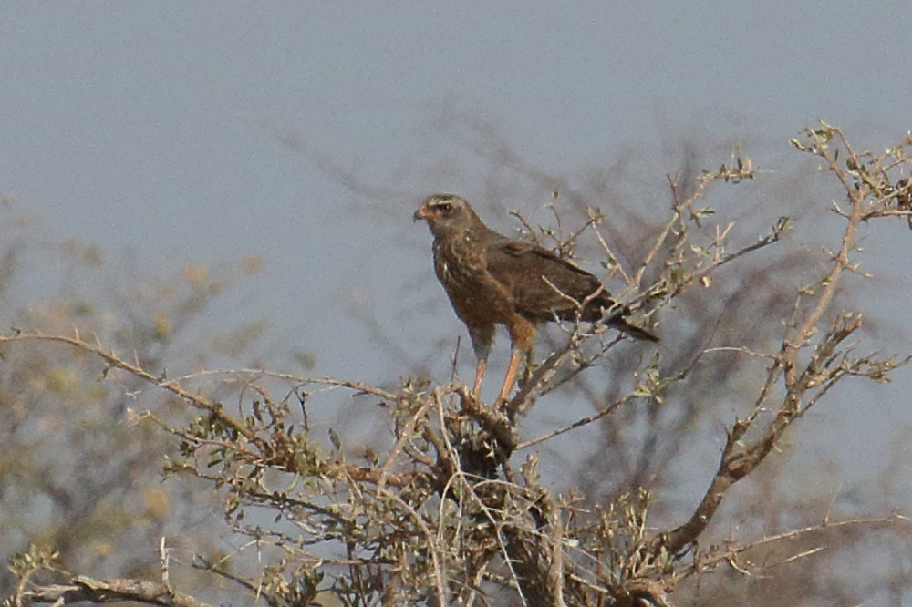 autour_gabar_-_micronisus_gabar_1md