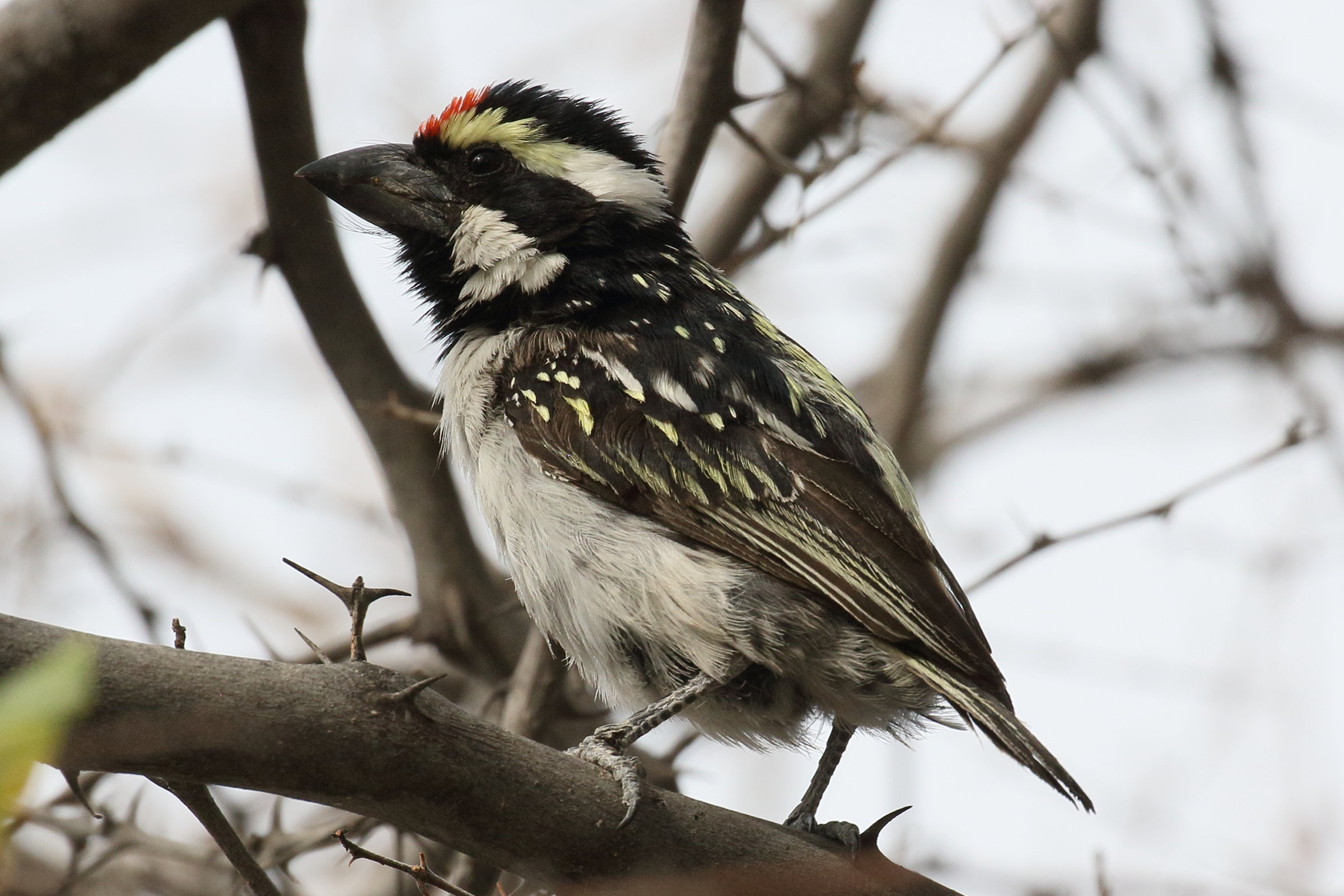 barbican_pie_-_tricholaema_leucomelas1bd