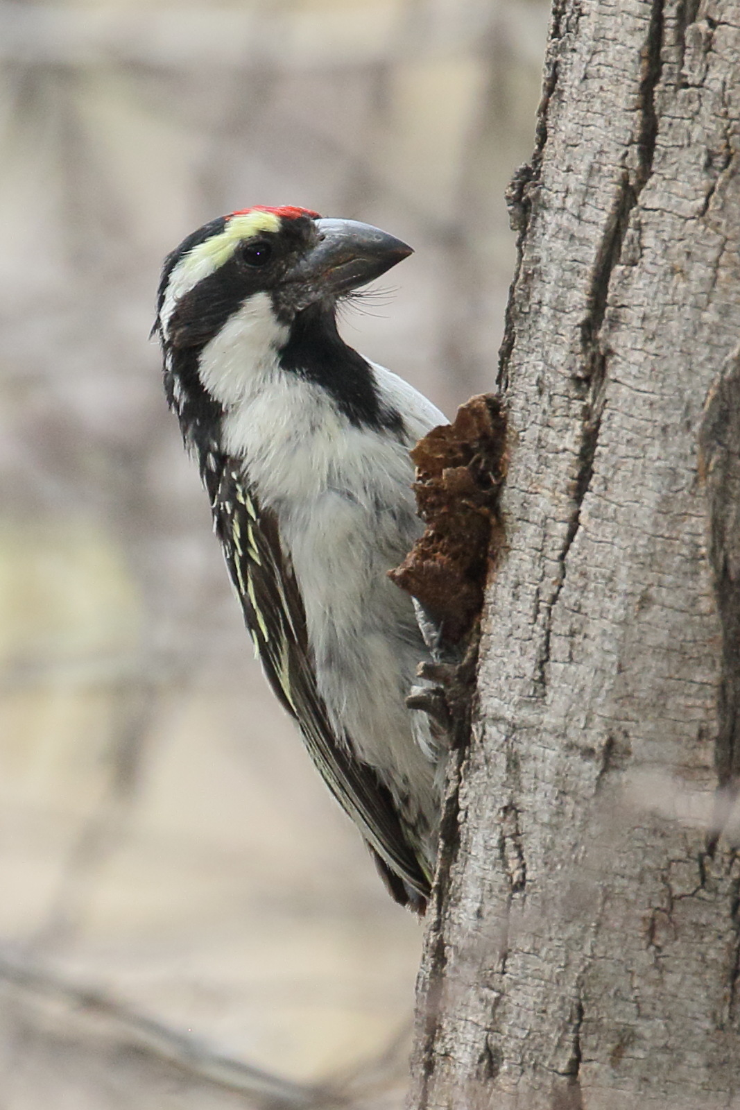 barbican_pie_-_tricholaema_leucomelas2bd