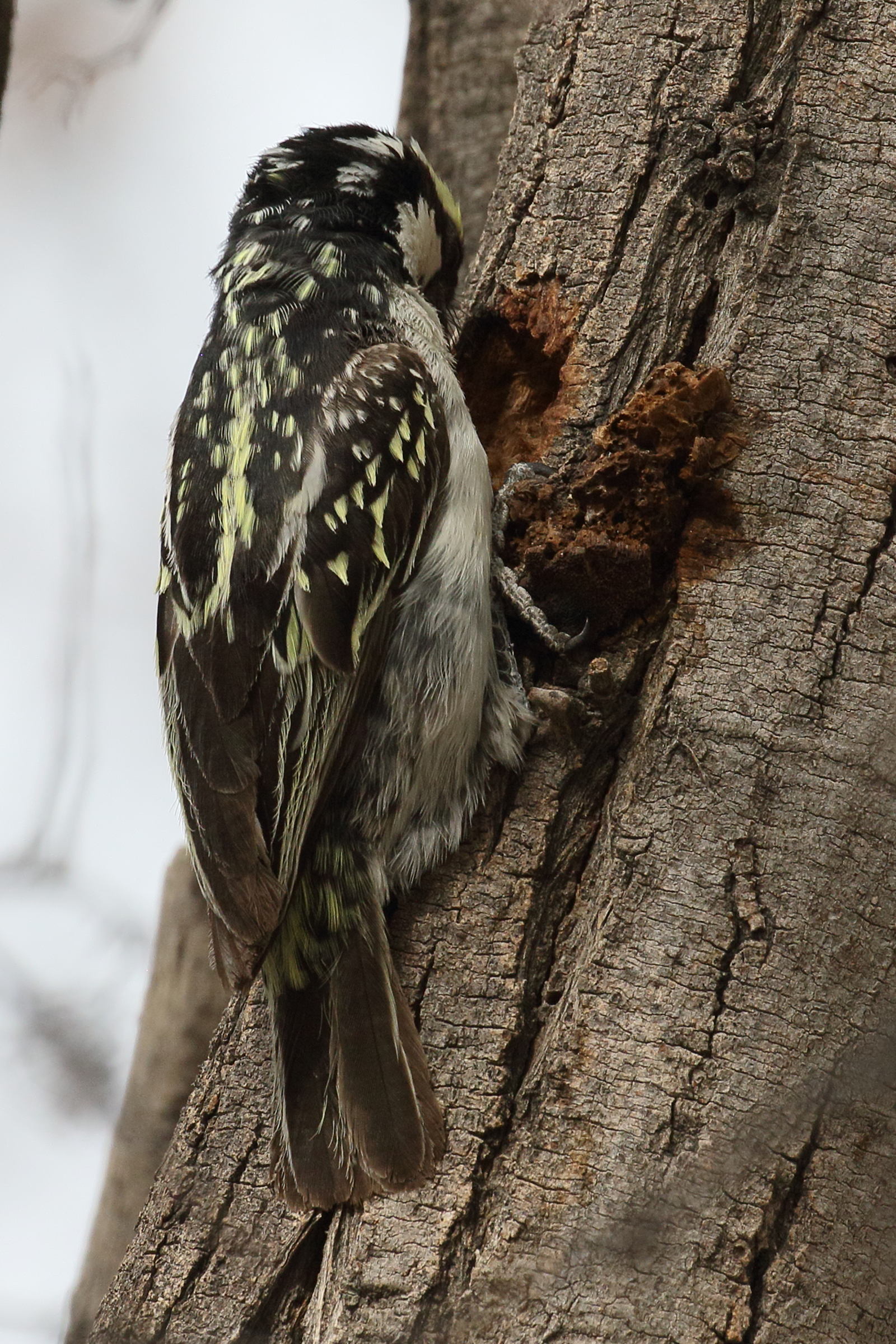 barbican_pie_-_tricholaema_leucomelas3bd