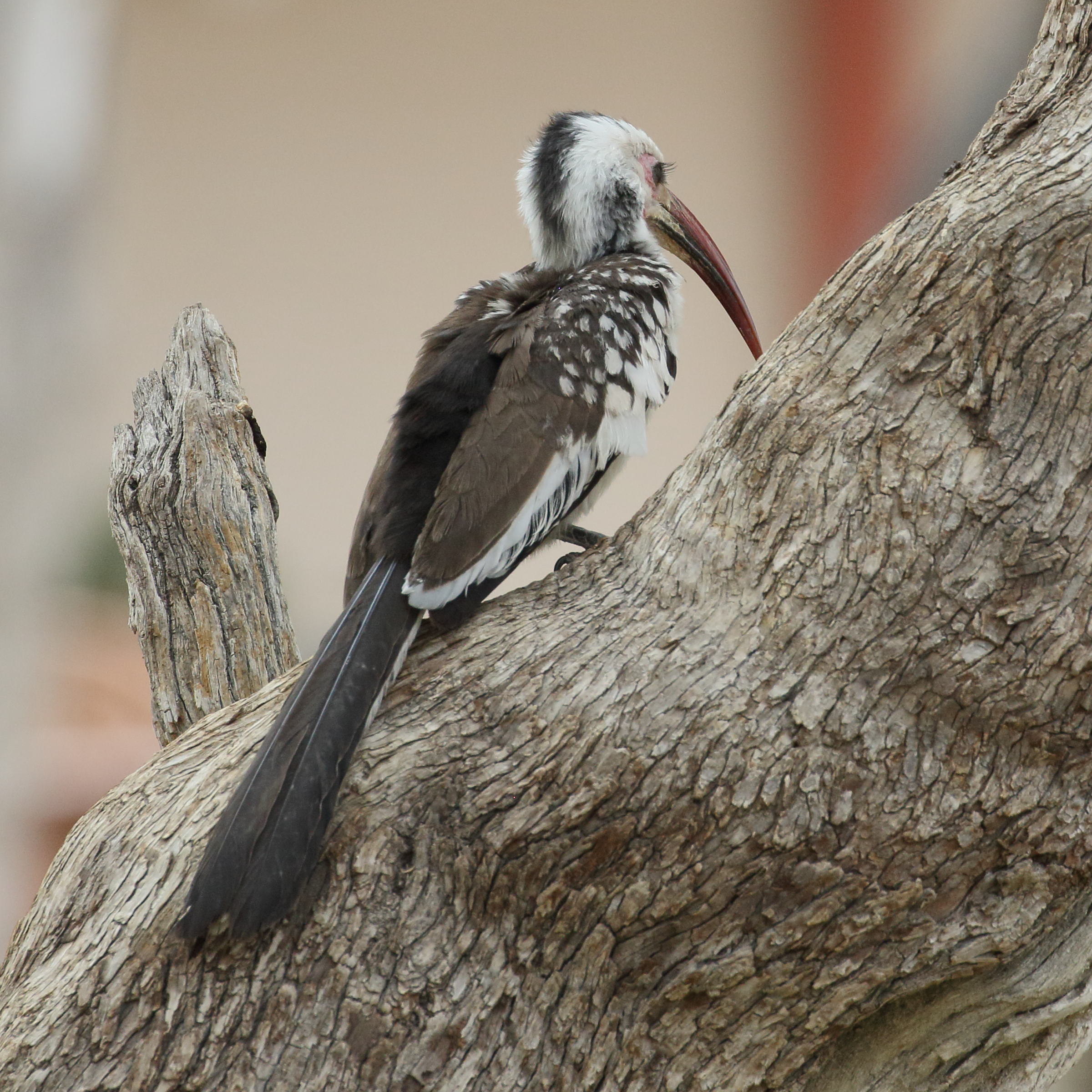 Afficher le média calao_de_namibie_-_tockus_damarensis1bd calao_de_namibie_-_tockus_damarensis1bd