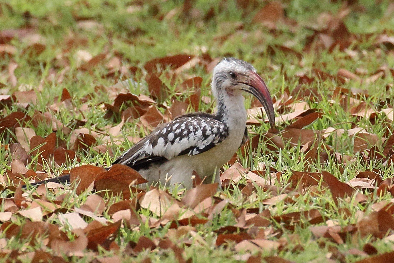 Afficher le média calao_de_namibie_-_tockus_damarensis2bd calao_de_namibie_-_tockus_damarensis2bd