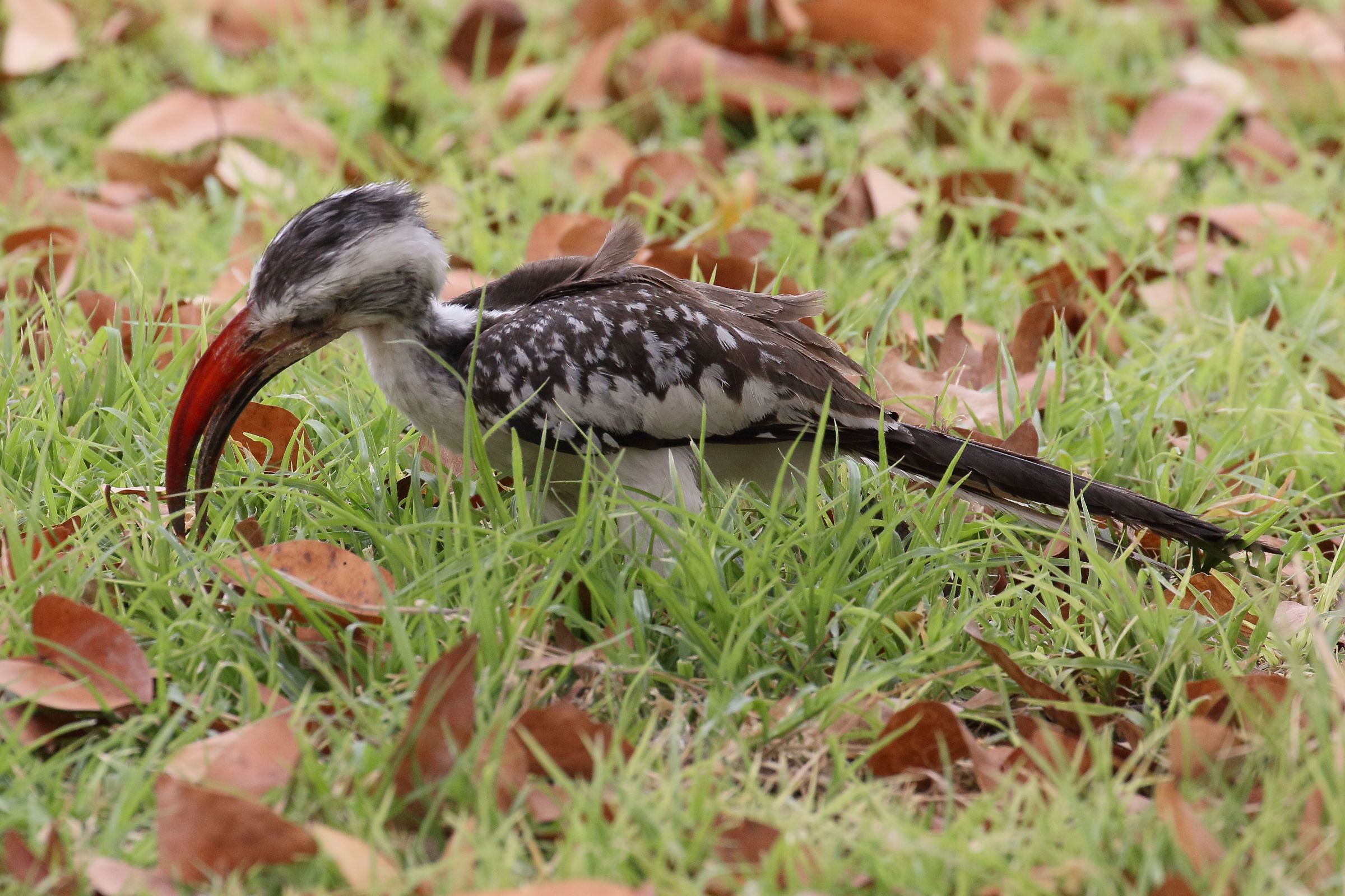 Afficher le média calao_de_namibie_-_tockus_damarensis3bd calao_de_namibie_-_tockus_damarensis3bd