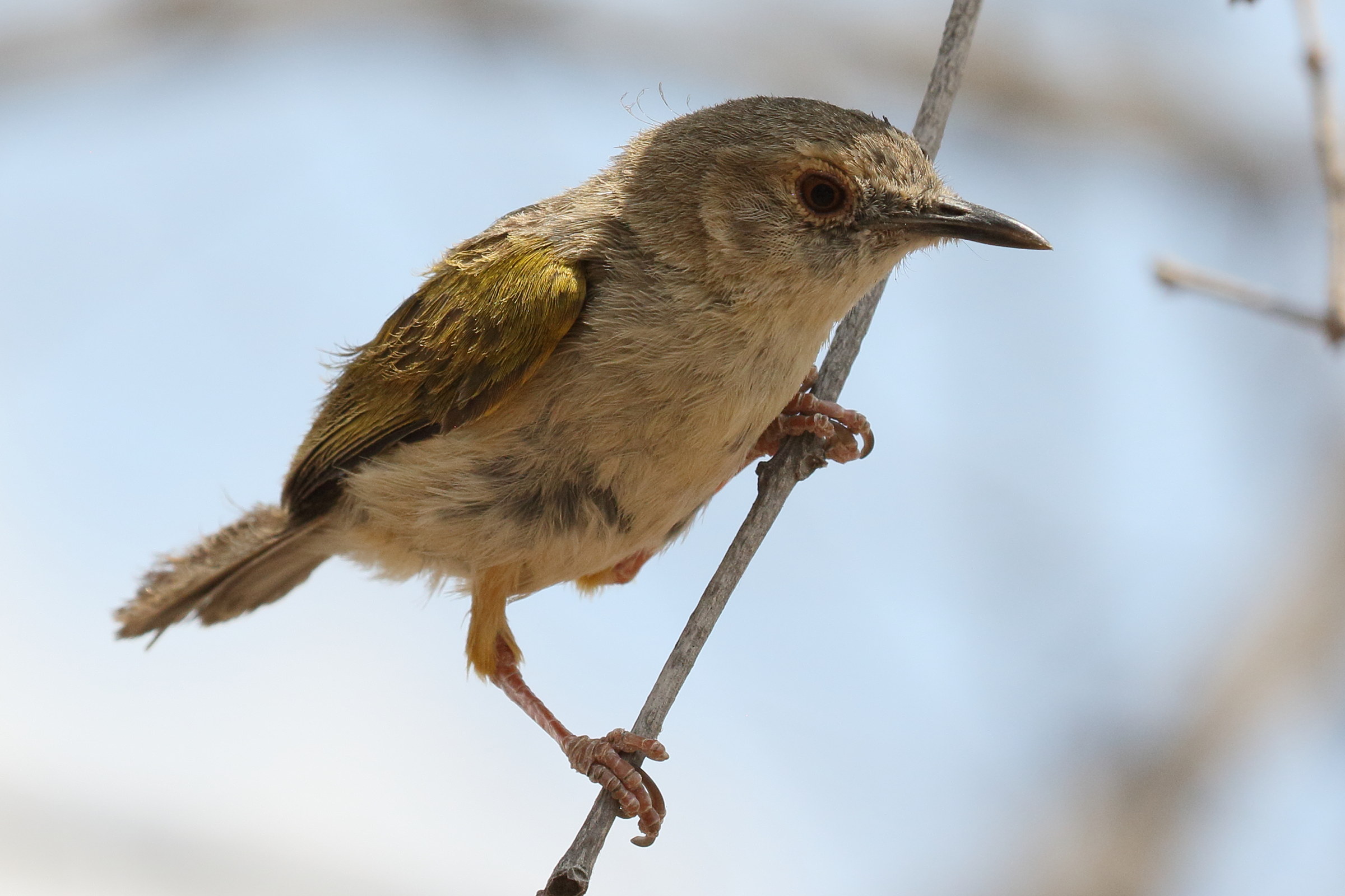 camaroptere_a_tete_grise_-_camaroptera_brachyura1bd