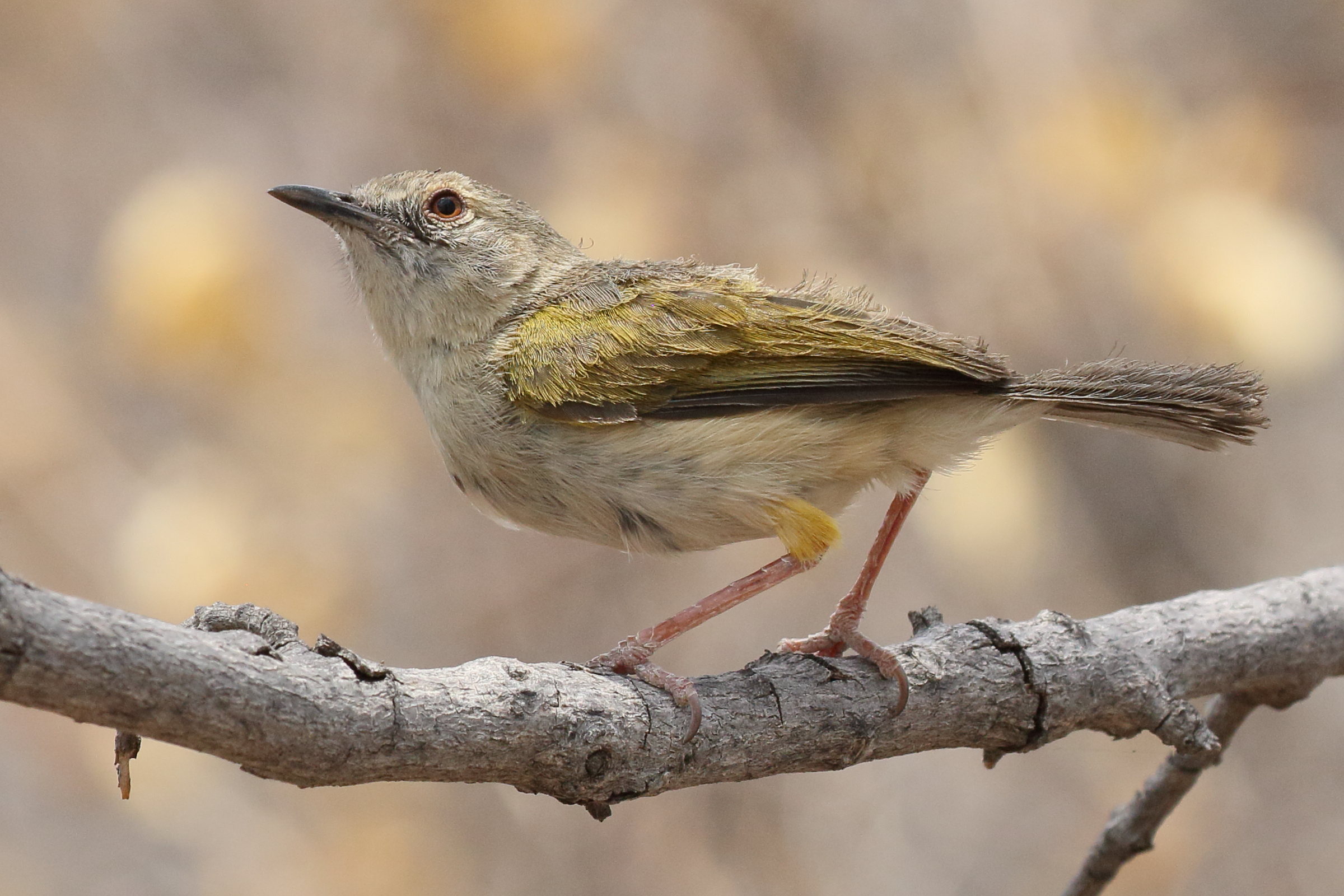 camaroptere_a_tete_grise_-_camaroptera_brachyura2bd