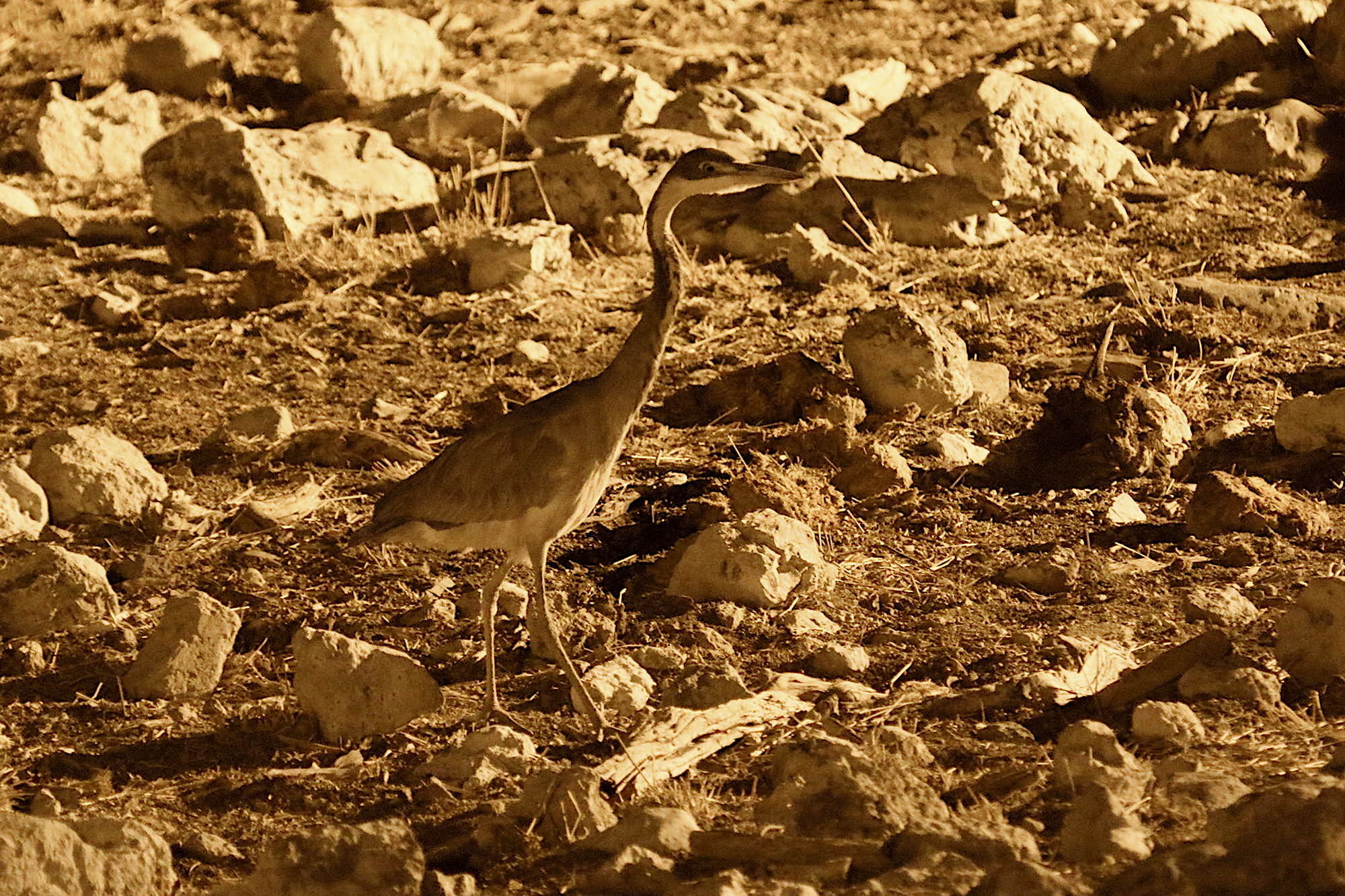 heron_melanocephale_-_ardea_melanocephala2md